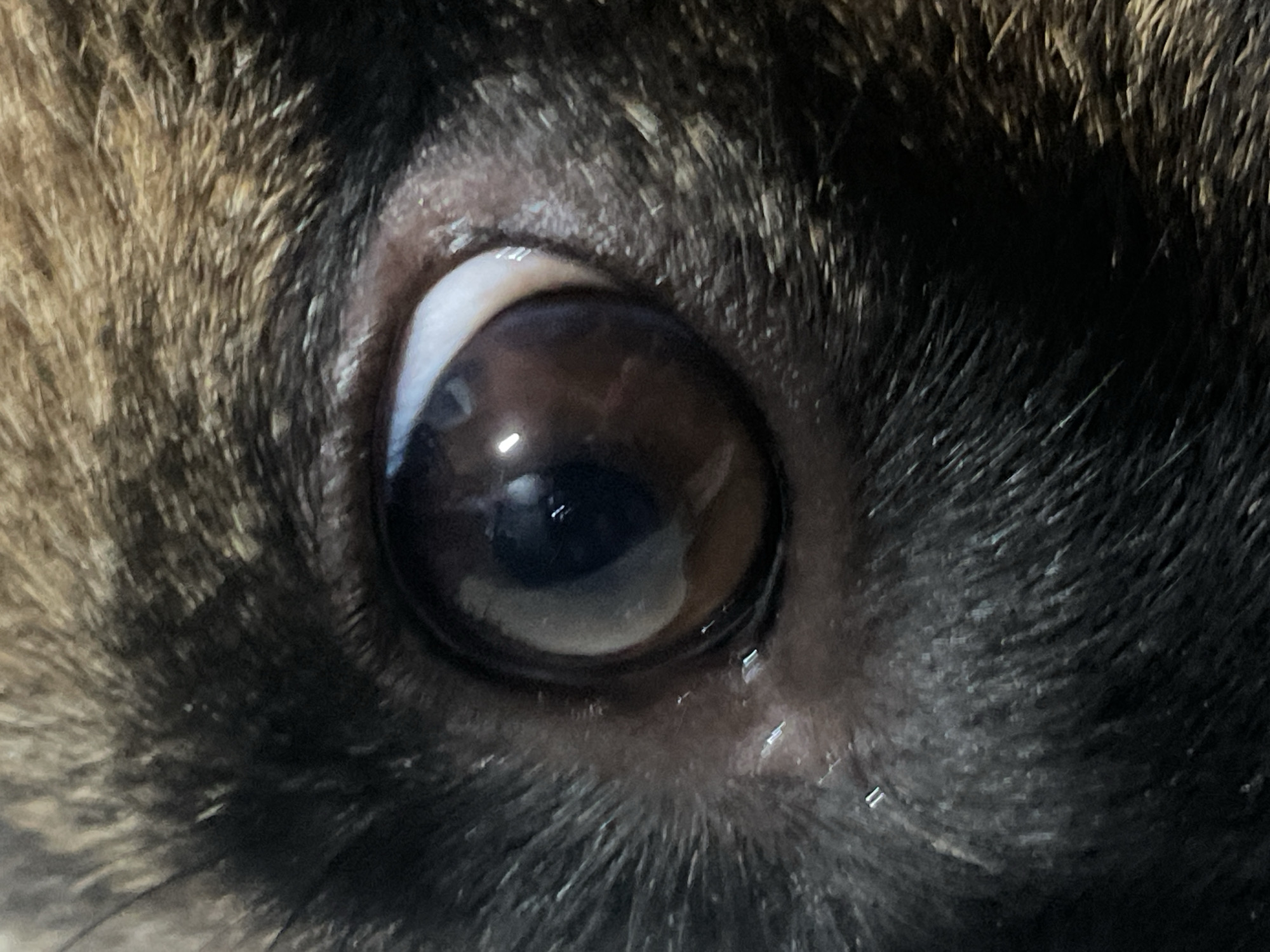 The image is a close-up, high-angle shot of a dog's eye. The iris is a dark brown with lighter brown and black mottling, and the pupil is a deep black. The sclera is visible, appearing white with some pinkish blood vessels. The surrounding fur is a mix of dark brown and black, appearing coarse and dense. There are some faint reflections on the surface of the eye. The image does not provide any information about the location in Davao City, Philippines, or any specific context.