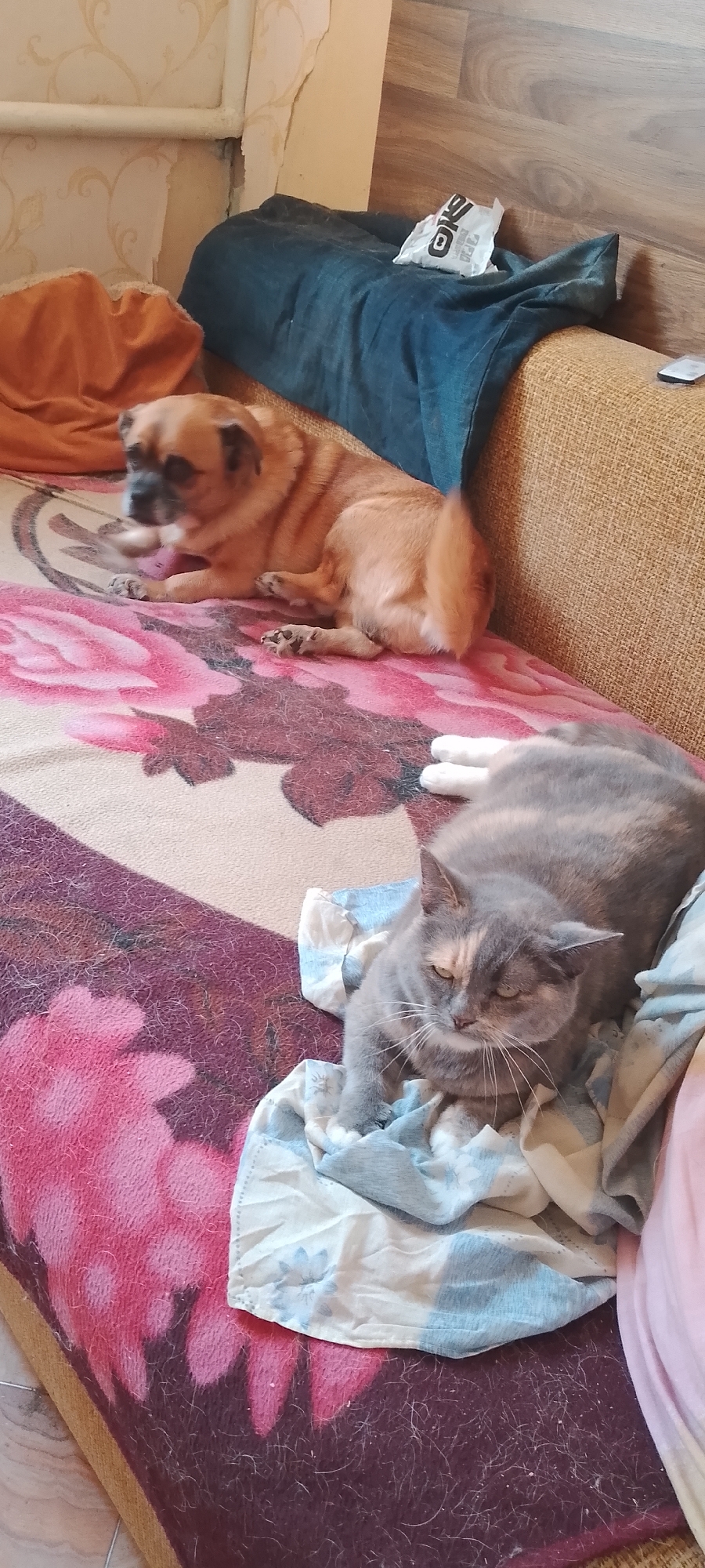 In Belgorod, Russia, a small brown dog and a grey and cream colored cat are resting on a sofa. The dog is lying down on a blanket with a pink floral pattern, facing away from the camera. The cat is curled up on top of a folded blue and white patterned blanket, facing towards the camera with its eyes open. The sofa appears to be in a domestic setting, with a blue throw blanket and a white paper bag with black lettering on it situated on the back of the sofa. The wall behind the sofa is decorated with a pale yellow textured wallpaper.