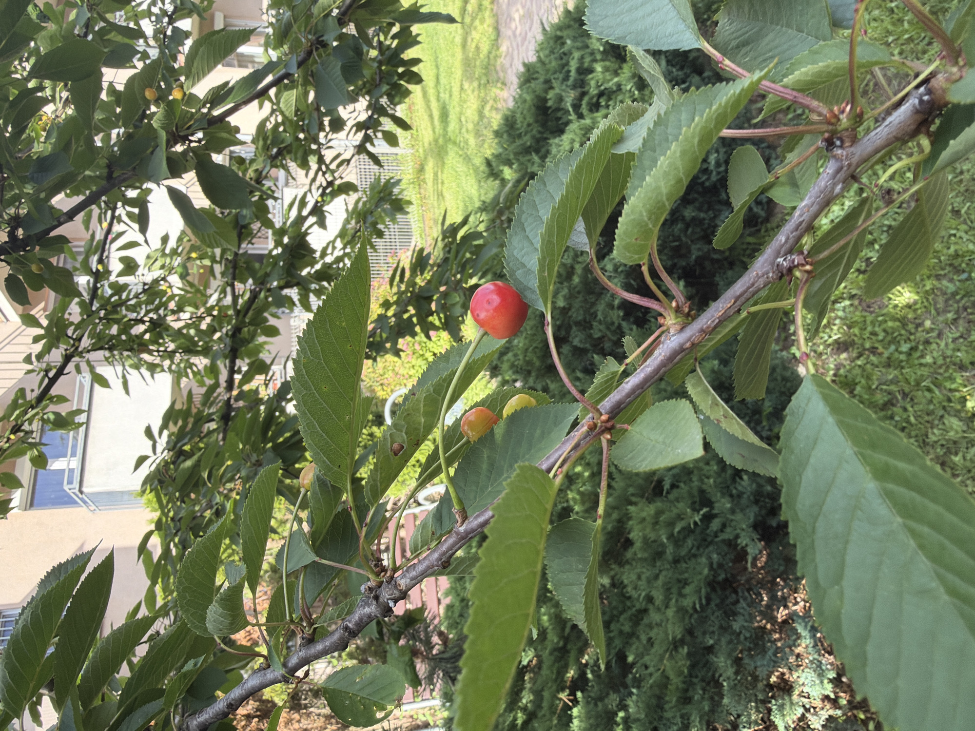 An overhead shot captures a close-up of a cherry tree branch with ripe red cherries against a blurred background of a building and green foliage. The tree branch, with its dark brown bark, runs diagonally from the lower left to the upper right of the frame. Several bright green leaves, some showing serrated edges, surround the branch. Two cherries are visible: one bright red cherry hangs prominently on the right side of the frame, and another, a lighter red or orange color, is partially obscured by a leaf on the left. In the background, a light-colored building with windows and balconies is visible, along with green grass and a dense evergreen bush. The scene appears to be outdoors on a sunny day.
