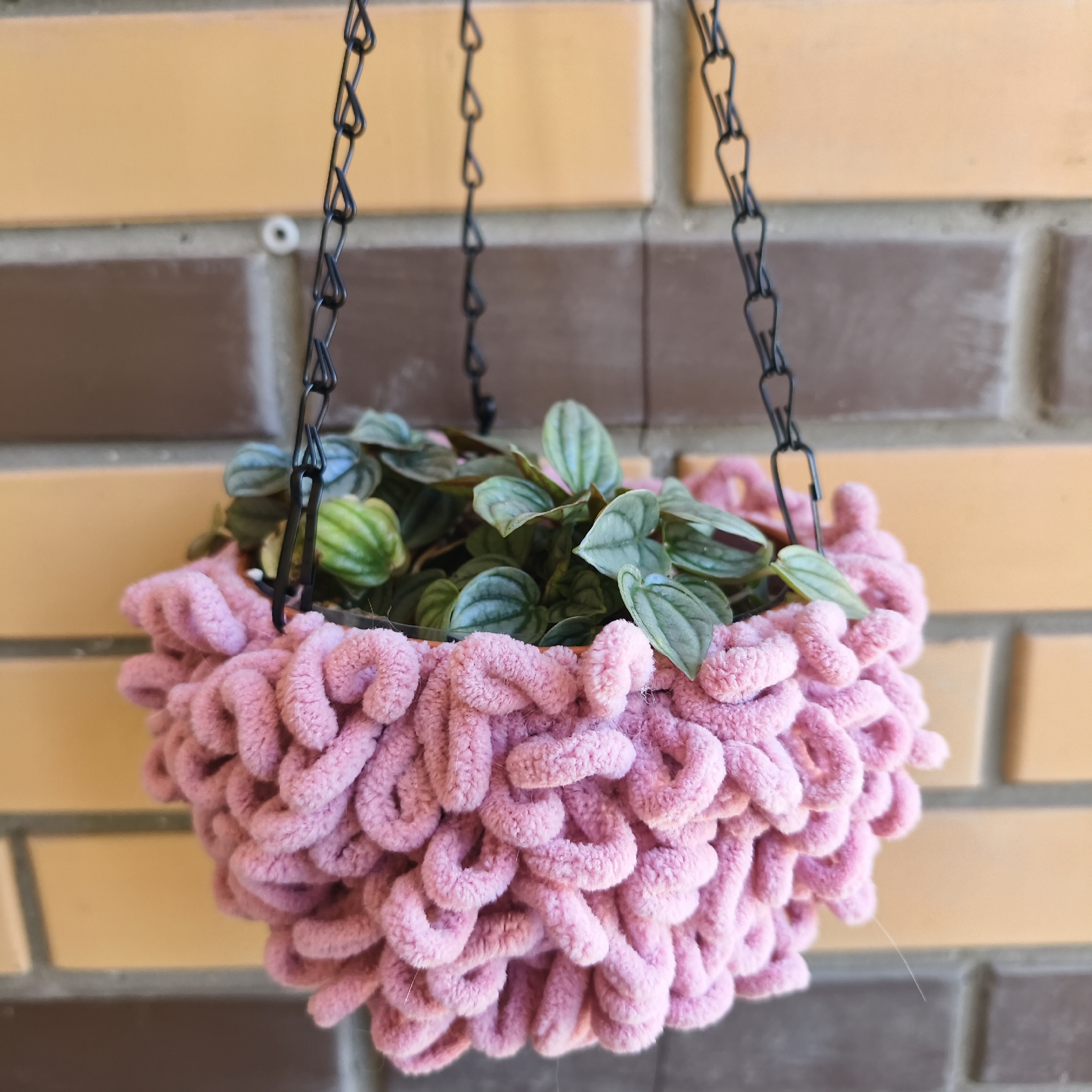 A close-up, eye-level shot shows a handmade pink yarn hanging planter with a small plant inside. The planter is made of thick, plush yarn formed into a textured, puffy basket shape, and it is suspended by black metal chains. The plant has variegated green leaves with silvery stripes, and its foliage spills out from the top of the planter. The planter hangs against a brick wall with alternating bands of light brown and pale yellow bricks. The lighting suggests it is daytime, likely outdoors, as evidenced by the natural light and the brick wall. No text is visible. The scene is simple and focuses on the decorative planter and its contents.