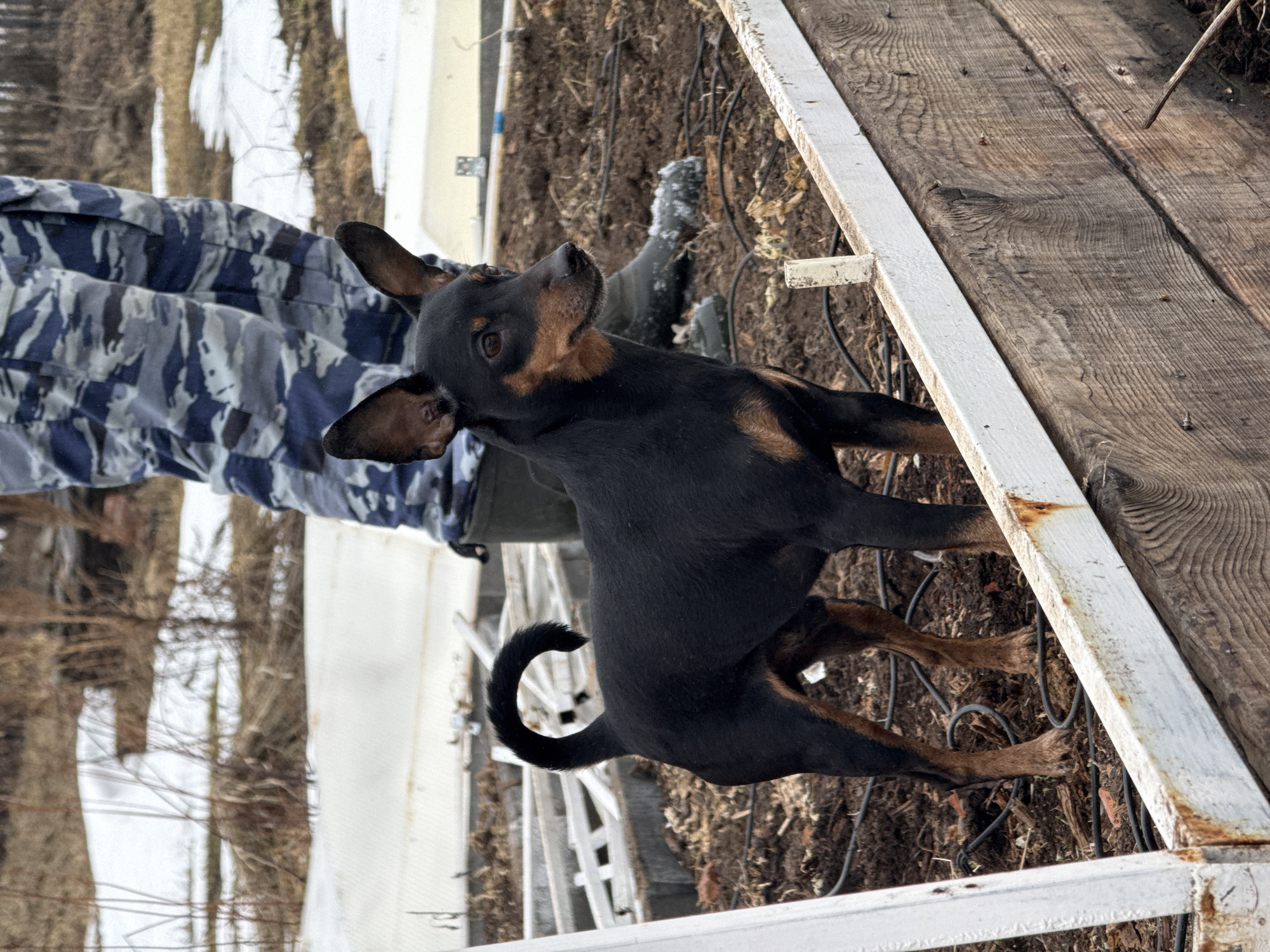 The image captures a black and tan dog, possibly a Pinscher mix, standing outdoors on soft soil and leaf litter. The location appears to be a garden or yard with evidence of a makeshift or aged structure present. The dog is looking upwards toward the left of the frame, with its ears perked up.
A person wearing camouflage-patterned trousers and a dark boot is partially visible in the background. Patches of snow can be seen in the distance. There are elements of wooden boards, metal framing, and various wiring/cables in the close foreground.
Given the location of Nizhnyaya Chermoda, Russia, this image suggests an early spring scene where the snow is beginning to melt.
