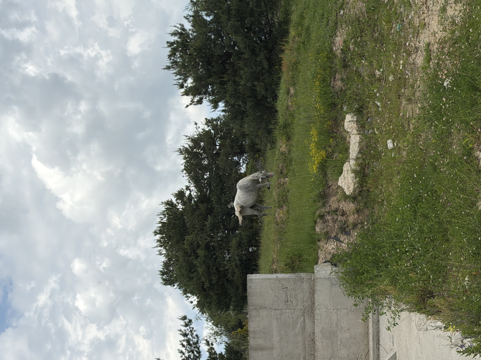 The image captures a rural landscape in Цигов чарк, Bulgaria, under a cloudy sky. In the midground, a light grey horse with a light-colored halter featuring a red element is observed with its head lowered, actively grazing on a green, gently sloping hillside. The hillside is characterized by vibrant green grass, interspersed with patches of yellow wildflowers and smaller white clover blooms, along with scattered rocks and areas of exposed soil. In the immediate foreground, on the left, an unfinished concrete structure or wall is prominently visible. A dense line of dark green coniferous trees, consistent with pine, forms the backdrop behind the grazing horse and the hillside. The upper portion of the frame is dominated by an expanse of cloudy sky, featuring numerous grey and white cumulus clouds. No human figures or other animals are present.
