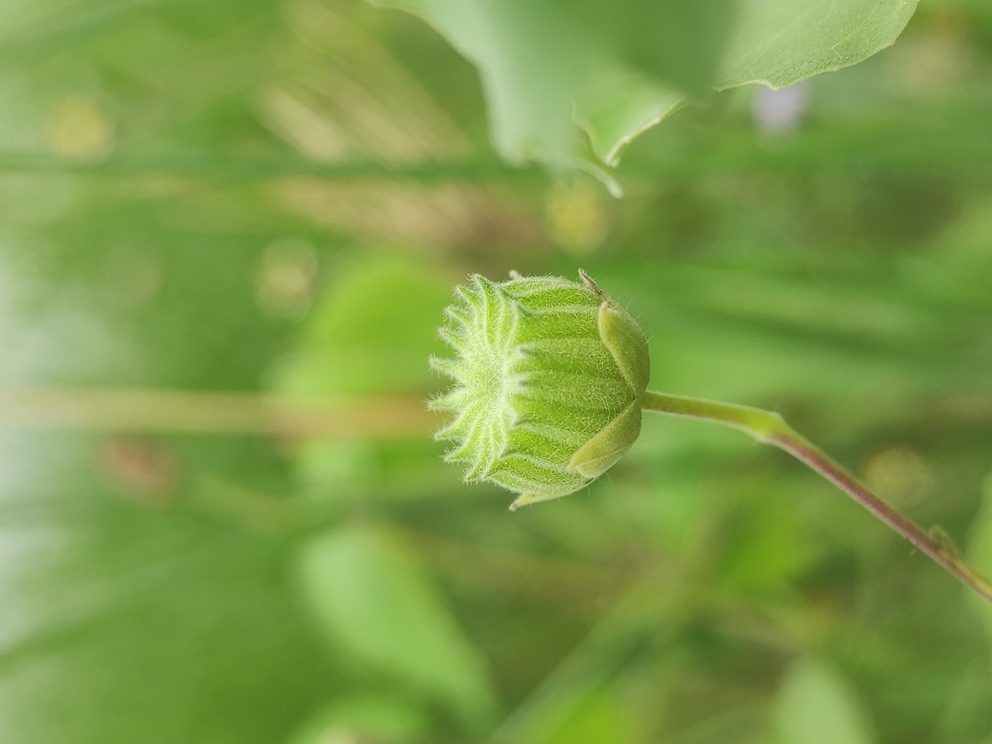 A close-up photograph displays a green flower bud in focus against a blurred, predominantly green background. The bud has a textured, layered appearance, with several pointed bracts, suggesting it is yet to open. It is attached to a slender stem. The blurred background likely consists of foliage and greenery. The photograph has a bright, natural lighting. It is difficult to definitively ascertain the location of the image as Lhokseumawe, Indonesia, without more visual context.