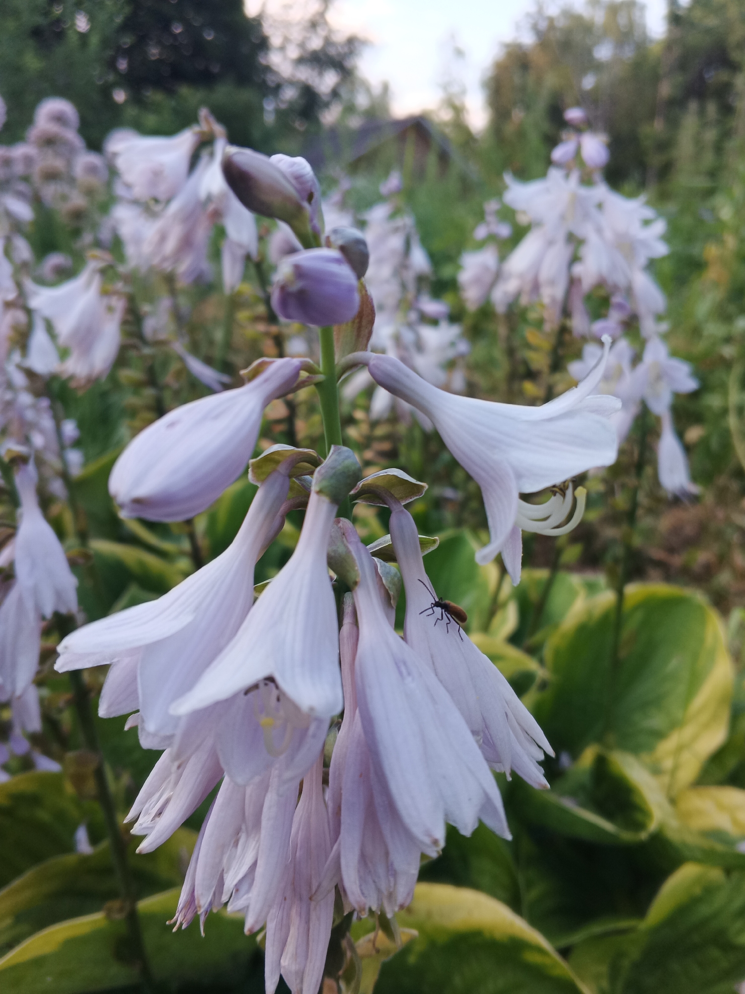 In Suvorov, Russia, a close-up, low-angle shot captures a cluster of pale purple hosta flowers in bloom. The flowers, shaped like delicate bells, droop downwards from a green stem, with some buds still visible at the top. The petals are thin and translucent, with visible veins. One flower in the foreground has an insect, possibly a beetle, with a reddish-brown body and black legs, perched on its petal. In the background, more hosta plants with broad, variegated green and yellow leaves are visible, along with blurred greenery and hints of trees under a soft, overcast sky. The overall impression is a natural garden scene bathed in diffused light.