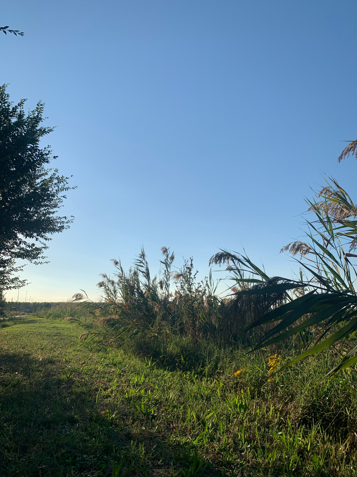 In Massenzatica, Italy, a sunlit scene unfolds under a clear, pale blue sky. The foreground features a lush green lawn, with shadows cast from the left, indicating the sun is positioned to the right and slightly behind the viewer. To the left, a portion of a dark green leafy tree is visible, its branches reaching towards the sky. Dominating the mid-ground and right side of the image is a dense thicket of tall reeds and grasses, their stalks topped with feathery plumes. Some of these plants are dark green, while others have a lighter, straw-like color, suggesting varying stages of growth or dryness. Amidst the greenery, a small cluster of bright yellow flowers stands out. The background reveals a faint, hazy horizon line with what appear to be distant trees or shrubbery and some faint, elongated vertical structures that might be streetlights or utility poles, suggesting proximity to a road or developed area. The overall impression is one of a natural, undeveloped landscape bathed in the warm light of late afternoon or early morning.