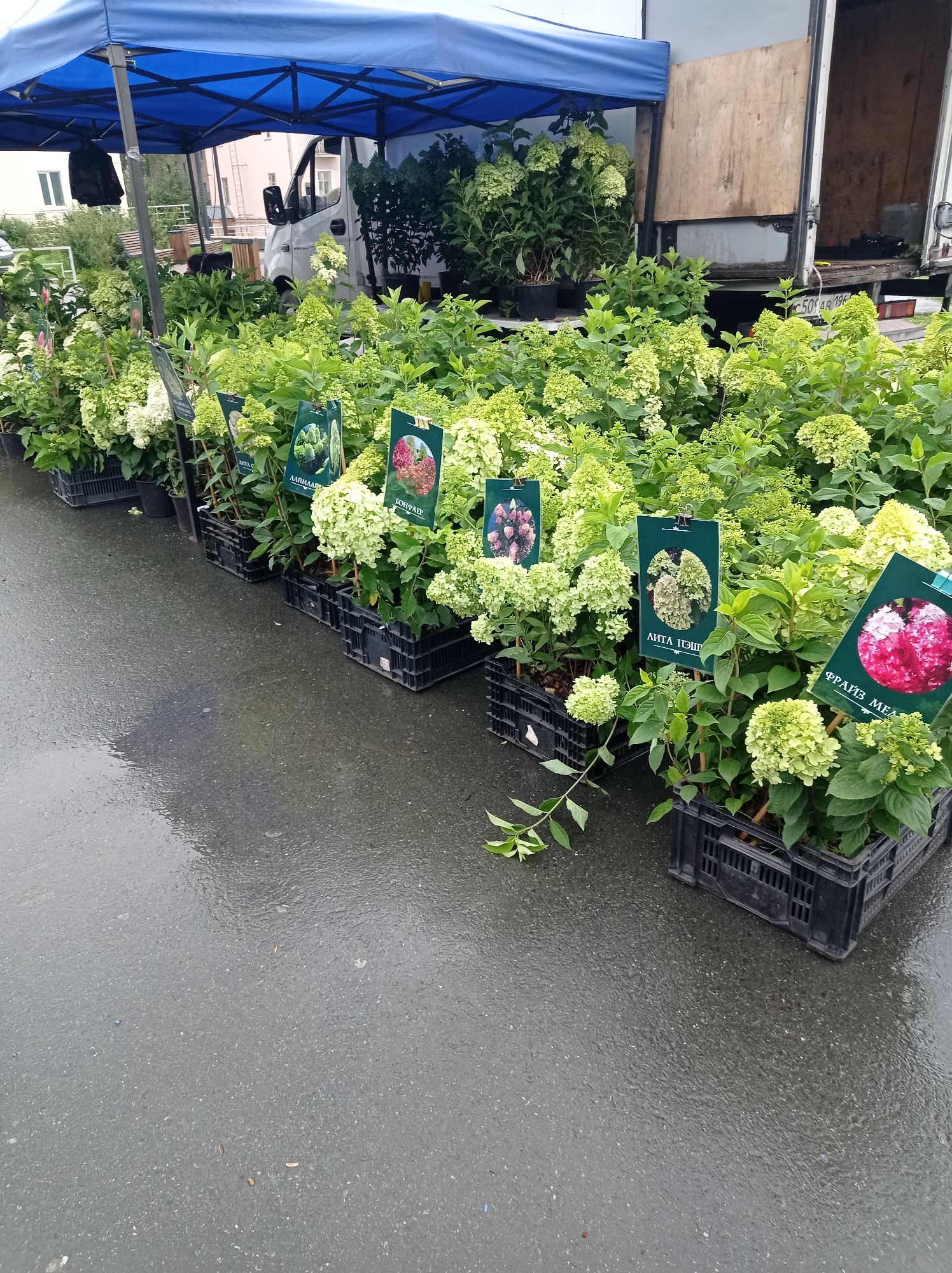 A roadside plant stall is set up under a blue awning, with rows of potted hydrangea plants displayed in black plastic crates on a wet asphalt surface. The plants have various shades of green and white blooms, with some tags showing images of pink and red flowers. A white van is parked behind the stall, with its rear doors open, suggesting it may have been used to transport the plants. The scene appears to be in a city, possibly Degtyarsk, Russia, given the provided location information. The wet ground indicates recent rain.