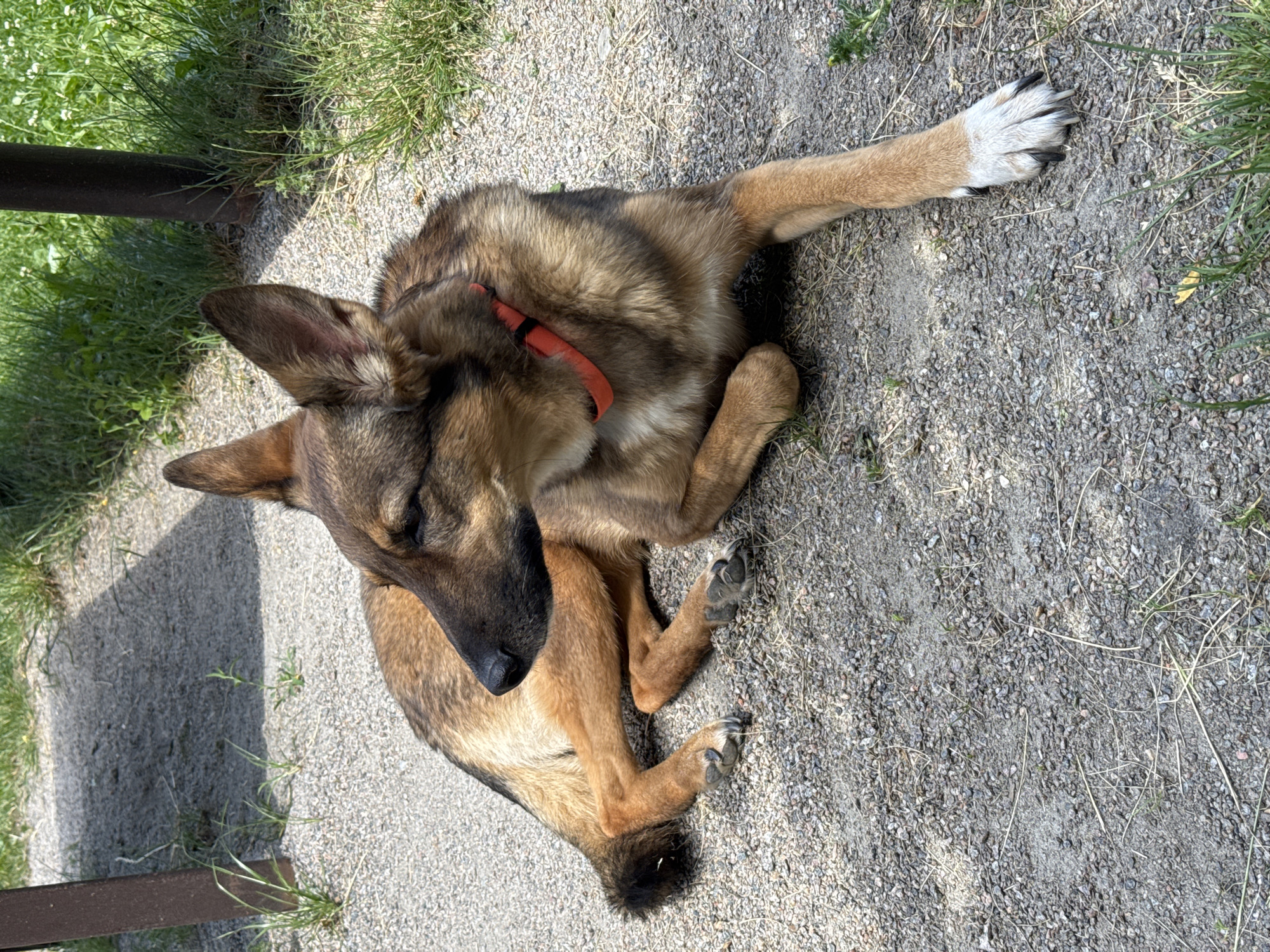 A medium-sized dog with brown and tan fur and large ears is lying on a gravel path next to a grassy area. The dog is wearing a bright orange collar. The dog is looking to its left, with its head slightly turned. The background consists of grass and some blurry vertical brown posts, suggesting it might be near a park bench or a picnic table. The lighting suggests it is daytime, likely with sunlight casting shadows. The location is unspecified within the city of Bila Tserkva, Ukraine.