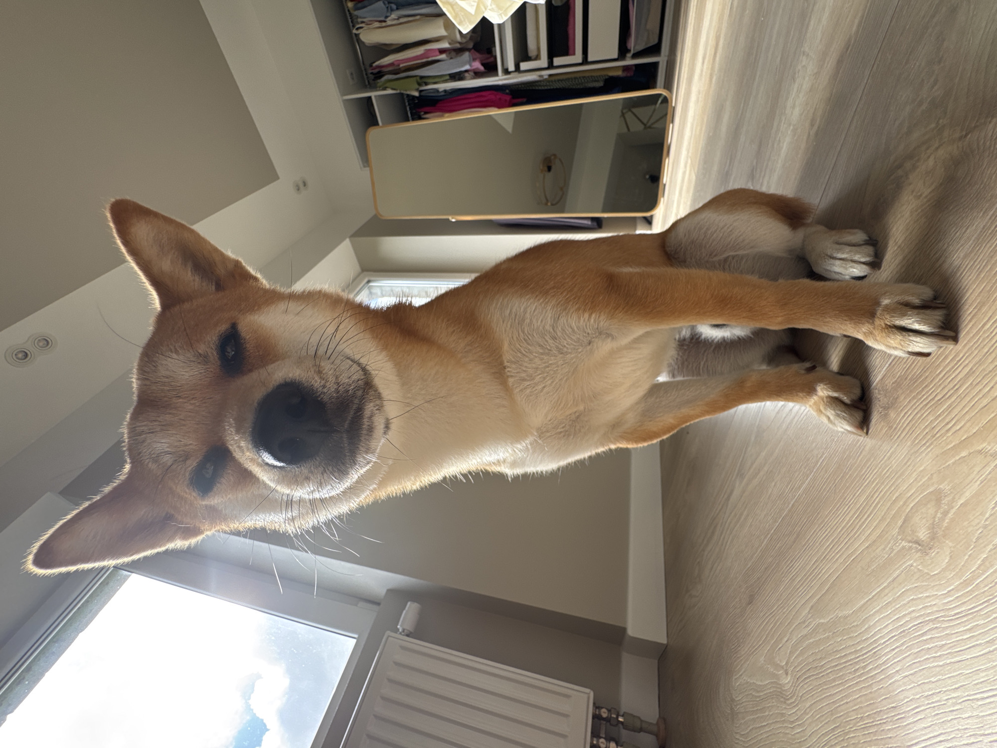 A Shiba Inu dog is sitting on a light-colored wooden floor in a room. The dog is facing the camera, with its head tilted slightly to the left. Its eyes are partially closed, giving it a sleepy or content expression. The dog has reddish-brown fur with white markings on its chest, legs, and muzzle. In the background, a large window lets in natural light, illuminating the dog and the room. To the left of the dog, a white radiator is visible. To the right, there is a full-length mirror with a gold frame, reflecting the room. Behind the mirror, a wardrobe filled with clothes is partially visible. The room appears to be a bedroom or dressing area. The overall lighting suggests it is daytime. The location is an indoor residential setting, likely a home. Carnikava, Latvia is not discernible from the image content.