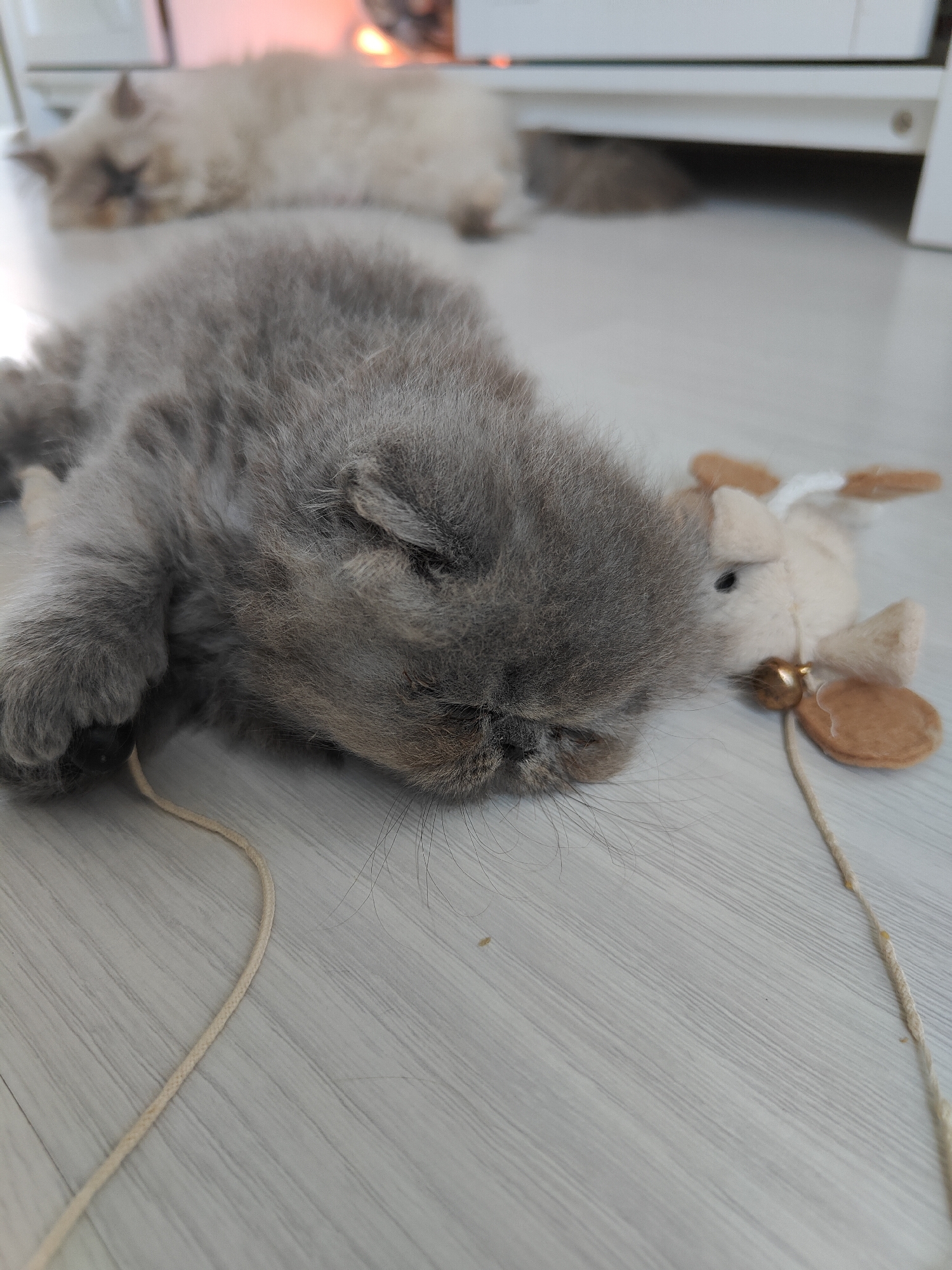 A close-up, eye-level shot shows a fluffy, grey kitten sleeping on a light-colored wooden floor. The kitten is curled up, with its face resting on its paws. To the right of the kitten is a small, stuffed toy animal, possibly a mouse, with beige and brown accents and a small gold bell attached. A thin, light-colored string runs from the toy across the floor, partially under the kitten's paw. In the background, out of focus, another cat, lighter in color, is also lying down, and a white piece of furniture is visible. The scene appears to be indoors, likely in a residential setting. There is no discernible location within London, United Kingdom indicated in the image.