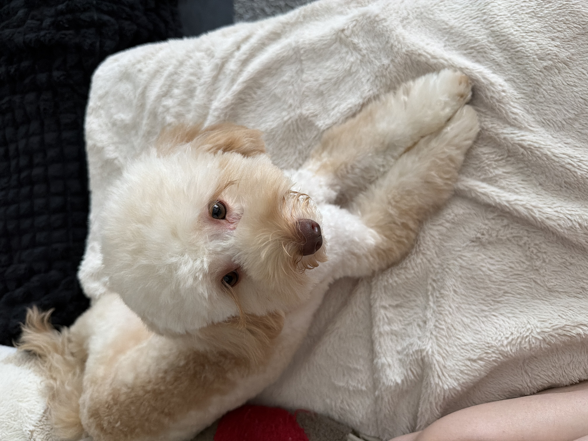 A light-colored dog with floppy ears and a fluffy tail is lying on a cream-colored blanket. The dog has dark brown eyes and a dark brown nose. A person's leg is visible on the left side of the image, appearing to be resting on the blanket near the dog. The background is dark and out of focus, with hints of black and gray fabric. The overall scene appears to be indoors, possibly in a home.
