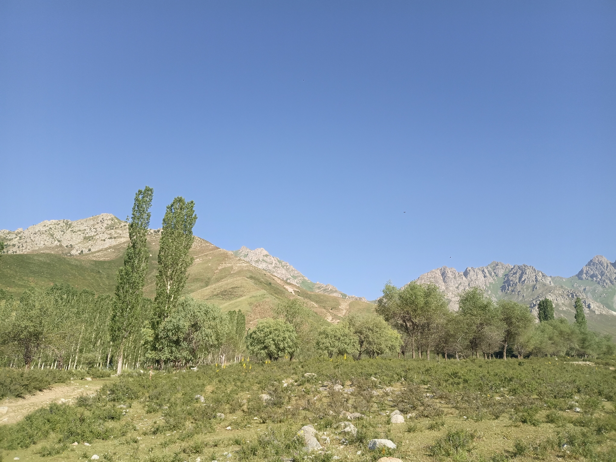 The image shows a vast, open landscape under a clear blue sky. In the foreground, a grassy, rocky terrain stretches out, dotted with scattered green bushes. A dirt path winds through the middle ground, leading towards a line of trees. Behind the trees, a mountain range with jagged, rocky peaks rises, its slopes covered in green vegetation. The overall impression is one of a natural, serene environment, likely in a rural or mountainous area. The location in the city of Kalaynay, Tajikistan, suggests a mountainous or hilly region within Central Asia.
