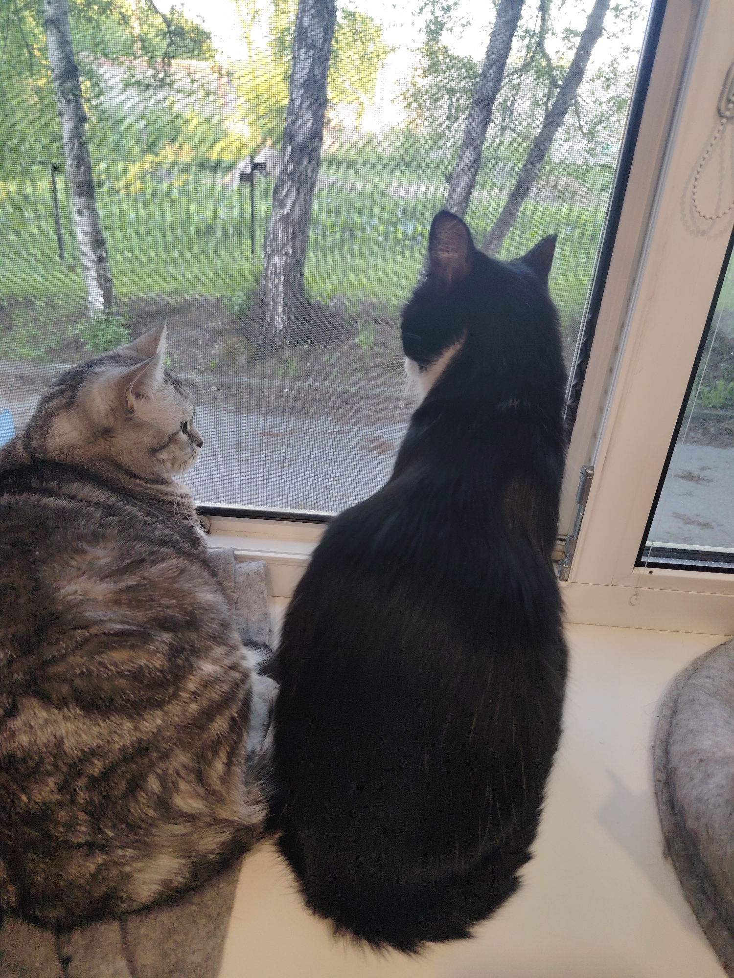 Two cats are sitting on an indoor windowsill, looking out through a mesh window screen. On the left, a grey and brown tabby cat with striped fur is positioned with its head turned towards the window, intently observing the outside. To its right, a black and white cat (a tuxedo cat) sits with its back to the viewer, also focused on the view beyond the window. Both cats appear to be resting on soft, grey cat beds or cushions on the windowsill.
Outside the window, a natural, verdant scene unfolds, characterized by tall trees, possibly birch, with distinctive light-colored trunks and a canopy of green leaves. Lush green grass or undergrowth covers the ground. The lighting suggests it is daytime, with soft sunlight illuminating the outdoor environment. A white UPVC window frame is visible, along with a window blind pull cord on the upper right side. The cats appear calm and engaged in watching the outdoor activity. No text is visible in the image.