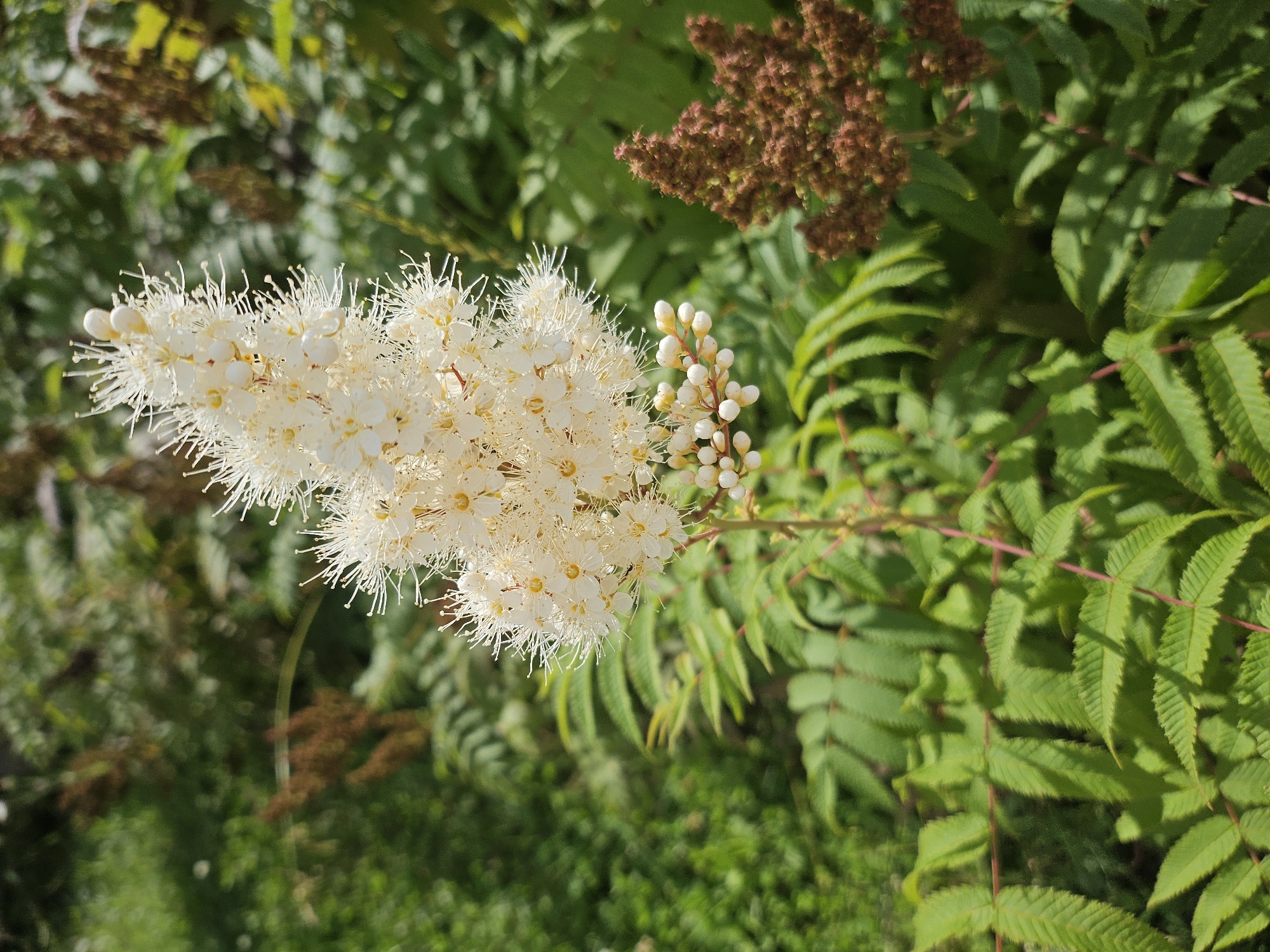 A close-up, eye-level, vertical shot captures a creamy white flowering plant in bloom, situated in a natural, green outdoor setting. The plant's delicate, feathery white flowers, interspersed with small yellow centers, are clustered at the top of a slender stem, with a few unopened buds visible at the base. The stem itself is thin and reddish-pink.
The plant's foliage, which is a vibrant green, features compound leaves with serrated edges. These leaves are visible in the foreground and to the left of the flowering stem. To the right and slightly behind the main bloom, a cluster of small, brown, cone-shaped seed heads can be seen, contrasting with the lighter color of the flowers.
The background is a blur of green foliage and darker, out-of-focus elements, suggesting a wooded or densely vegetated area. The lighting appears to be natural daylight, casting subtle shadows and highlighting the textures of the flowers and leaves.
The image was taken in Zakamensk, Russia.