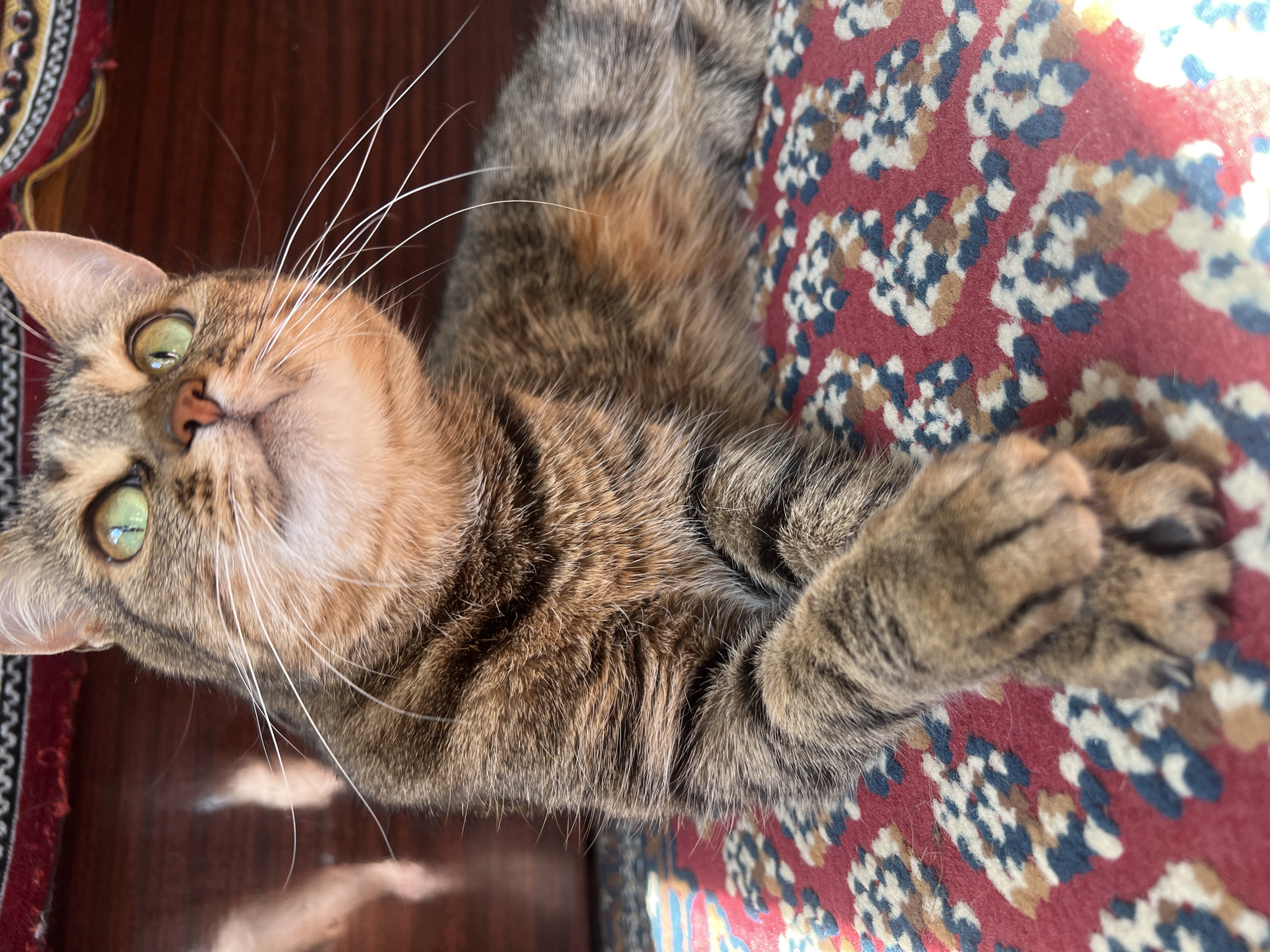 A close-up, eye-level shot features a tabby cat with green eyes looking upwards. The cat is resting on a red rug with a patterned design in shades of blue, white, and brown. Its paws are crossed in front of its body. The background is blurred, but appears to be a dark wooden surface. The lighting suggests it is daytime, possibly near a window. The location is unspecified.