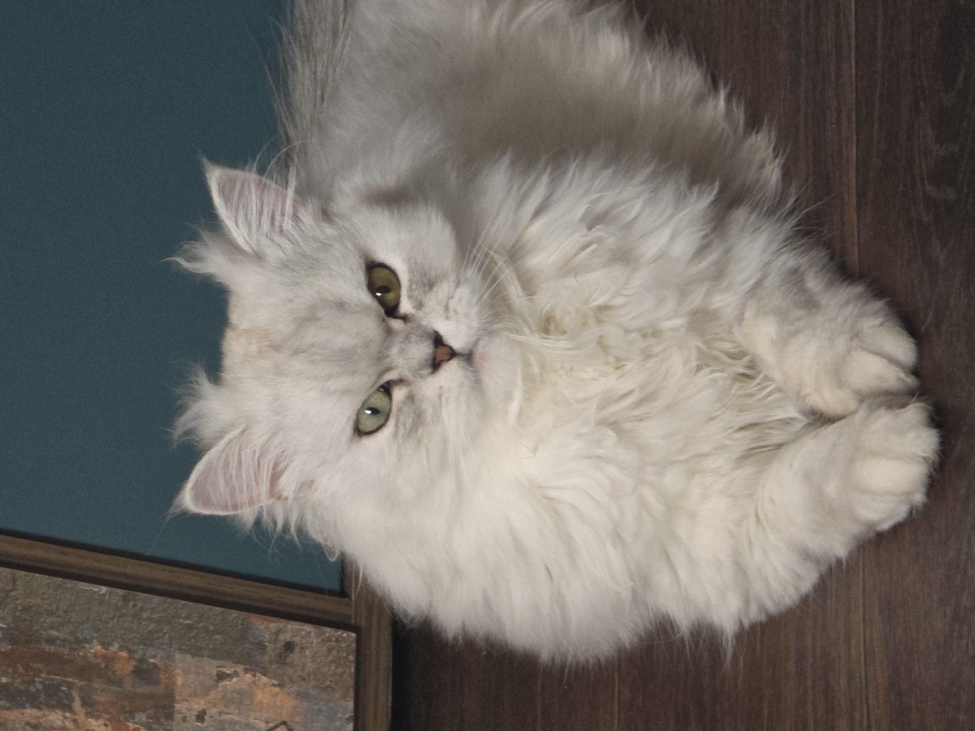 A white Persian cat with green eyes is lying down on a wooden floor. The cat is looking directly at the camera with a serious expression. To the left of the cat is a framed picture or artwork. The background is a solid teal color. There is no information about the location in Novocheboksarsk, Russia.