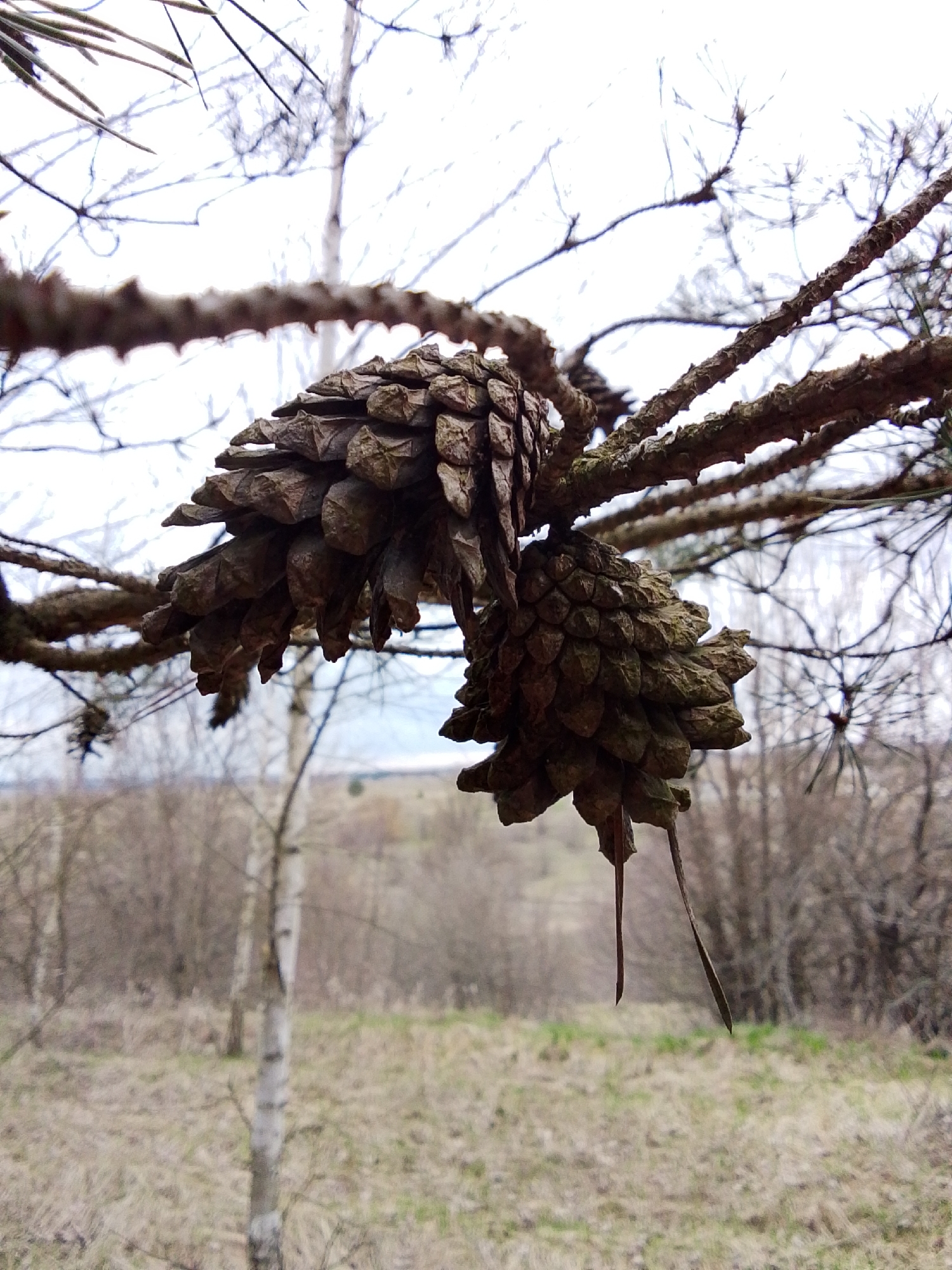 The image captures a close-up view of two large, weathered pine cones hanging from a pine branch in the foreground. The cones are dark brown with prominent scales, and one has two long, slender, dried fragments dangling from its base. The pine branches extend across the upper part of the frame, some showing sparse needles.
The background is softly blurred, revealing a natural landscape under an overcast sky. Numerous bare deciduous trees, including a distinct white-barked birch tree, are scattered across a field of dry, light-brown grass with hints of green. The overall impression suggests a cool, possibly early spring or late autumn day, with soft, diffused light and no harsh shadows. No people or specific activities are visible. The scene evokes a sense of quiet nature, characteristic of a rural or forest edge setting, consistent with the location context of Khlevnoye, Russia. There is no visible text.