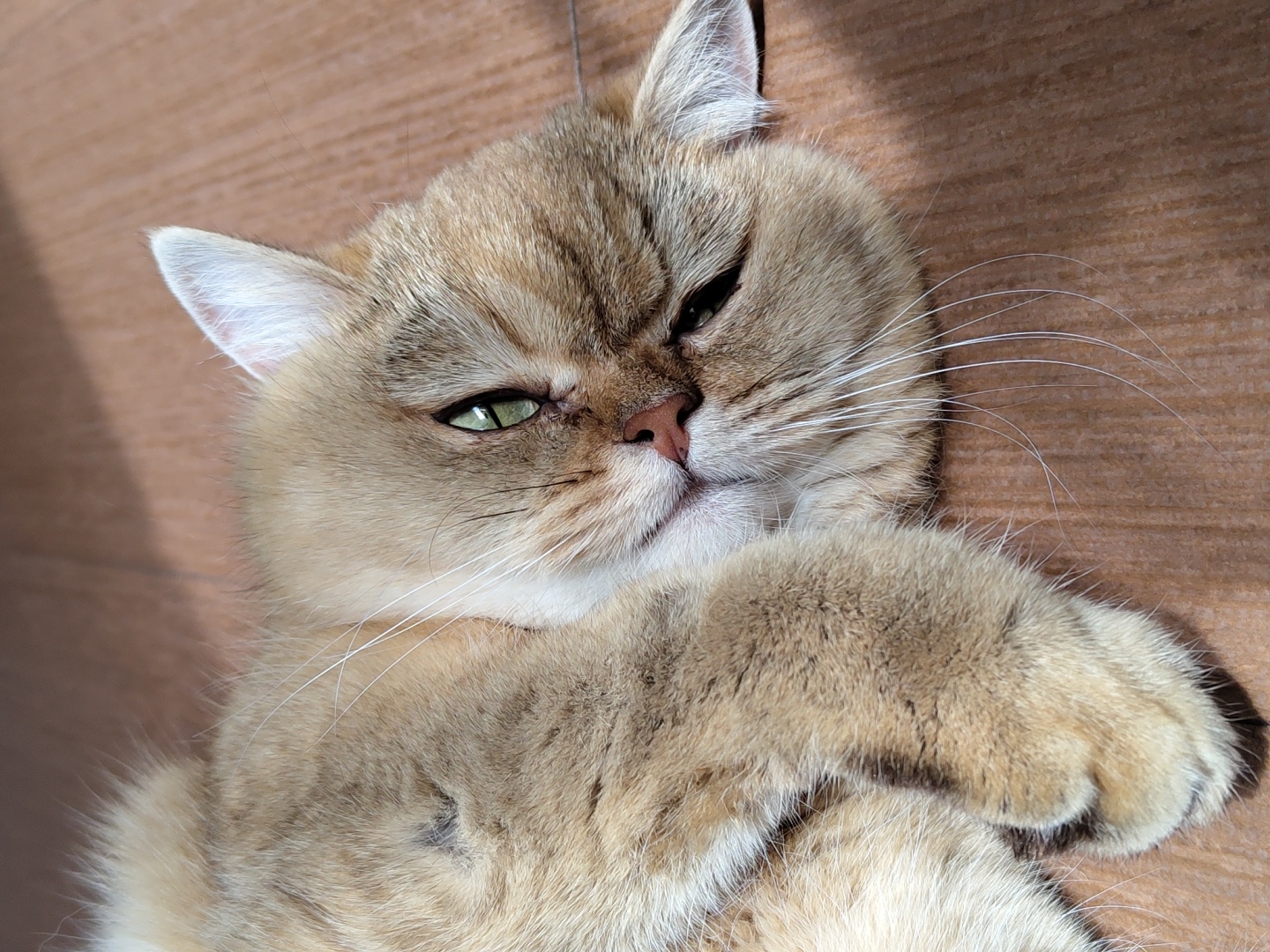A light brown cat with green eyes lies on its side on a wooden floor. The cat's paws are crossed in front of its chest. The cat's fur is soft and fluffy, and its eyes are half-closed. The scene is illuminated by sunlight, casting shadows on the floor. The image captures a moment of relaxation for the feline, possibly in an indoor setting.