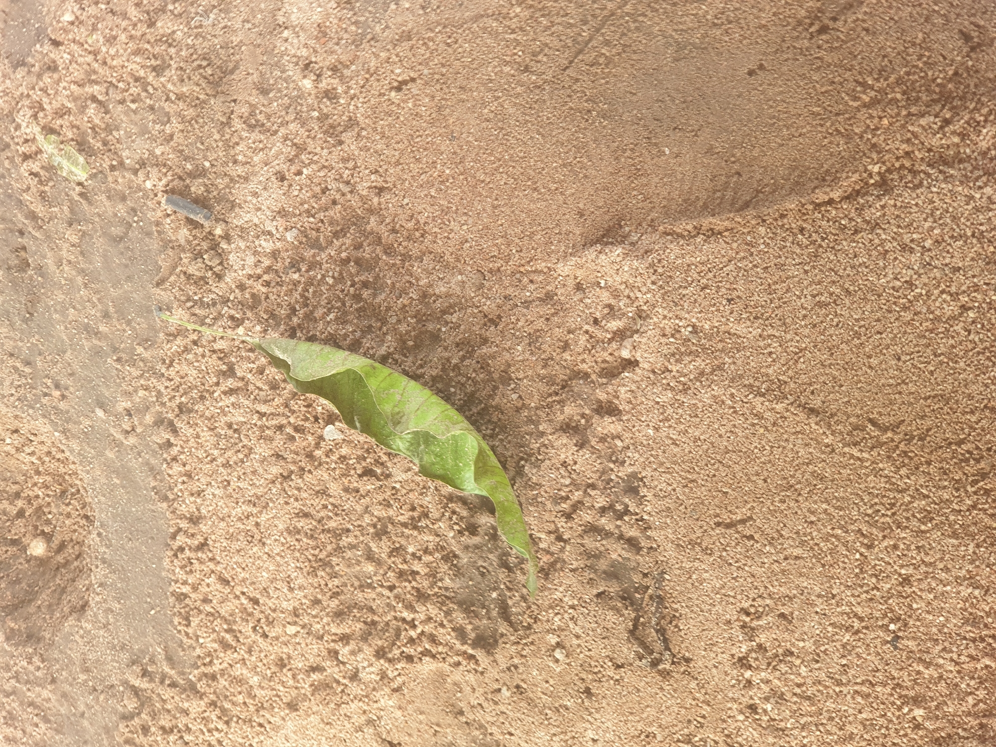 A single, wilting green leaf rests on a surface of coarse, light brown sand. The sand is unevenly distributed, with visible ripples and small piles suggesting it may have been disturbed. In the upper right portion of the image, a dark, cylindrical object, possibly an insect casing or a small piece of debris, lies on the sand. A faint, slightly damp strip crosses the sand diagonally from the upper left towards the center. The scene appears to be an outdoor setting, possibly a construction site or a dry, sandy area within the city of Jalingo, Nigeria, given the context of the provided information. The lighting suggests it is daytime, casting soft shadows.
