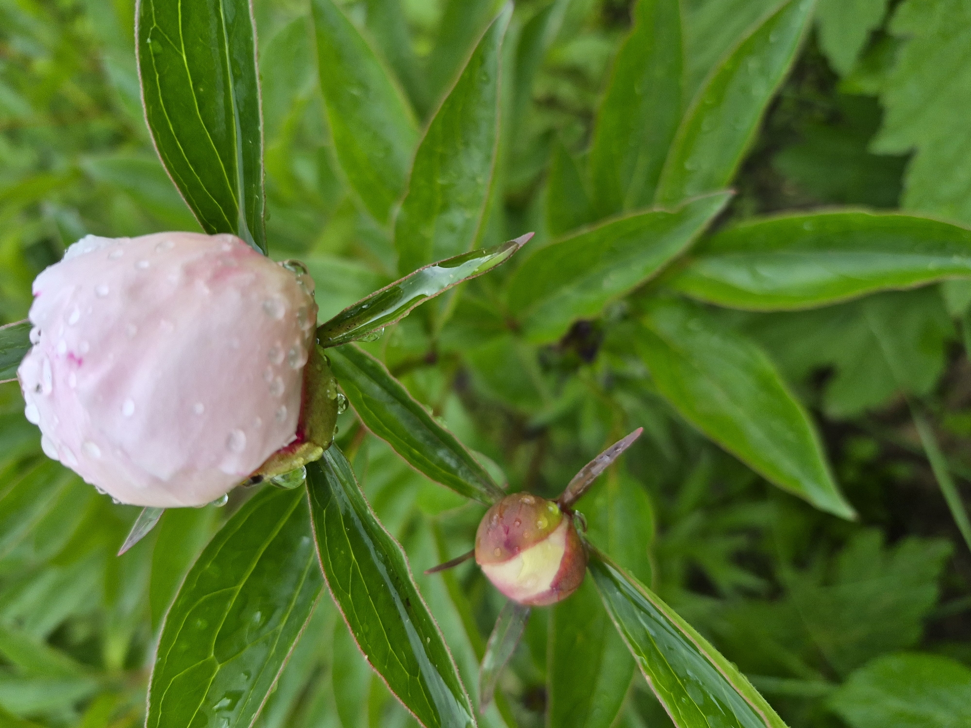 A close-up, high-angle vertical shot depicts two wet peony buds amidst dense green foliage in Hlevakha, Ukraine. The prominent upper bud, situated centrally and towards the top, is a pale pink, round form, heavily covered in small, clear water droplets. Its green sepals are visible at the base, also bearing water. Below and to the left of the main bud, a smaller, less developed bud is visible. This secondary bud displays a mix of reddish-brown and pale yellow or cream sections and also features water droplets. Surrounding both buds are multiple vibrant green leaves with discernible vein patterns, many of which are also wet from recent precipitation. The background is a soft, out-of-focus blur of green, indicating additional foliage. No individuals or man-made objects are present in the frame.