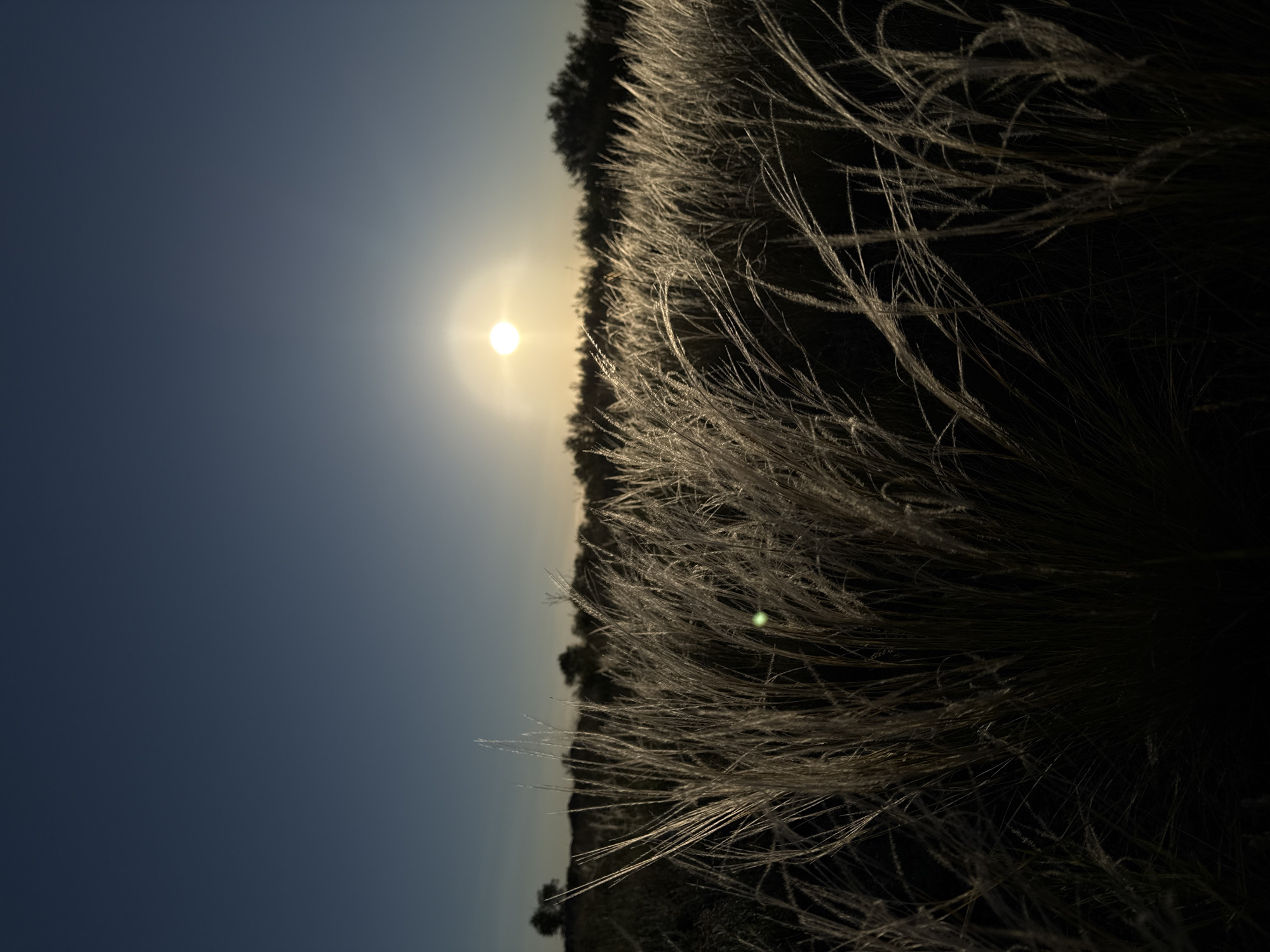 The image depicts a field of tall, feathery grasses silhouetted against the setting sun. The sun is a bright, circular orb positioned on the horizon line, casting a warm glow on the tips of the grasses. The sky transitions from a deep blue at the bottom of the frame to a lighter, golden hue near the horizon. The foreground is predominantly dark, with the intricate details of the grass blades visible due to the backlighting. The location is unknown.