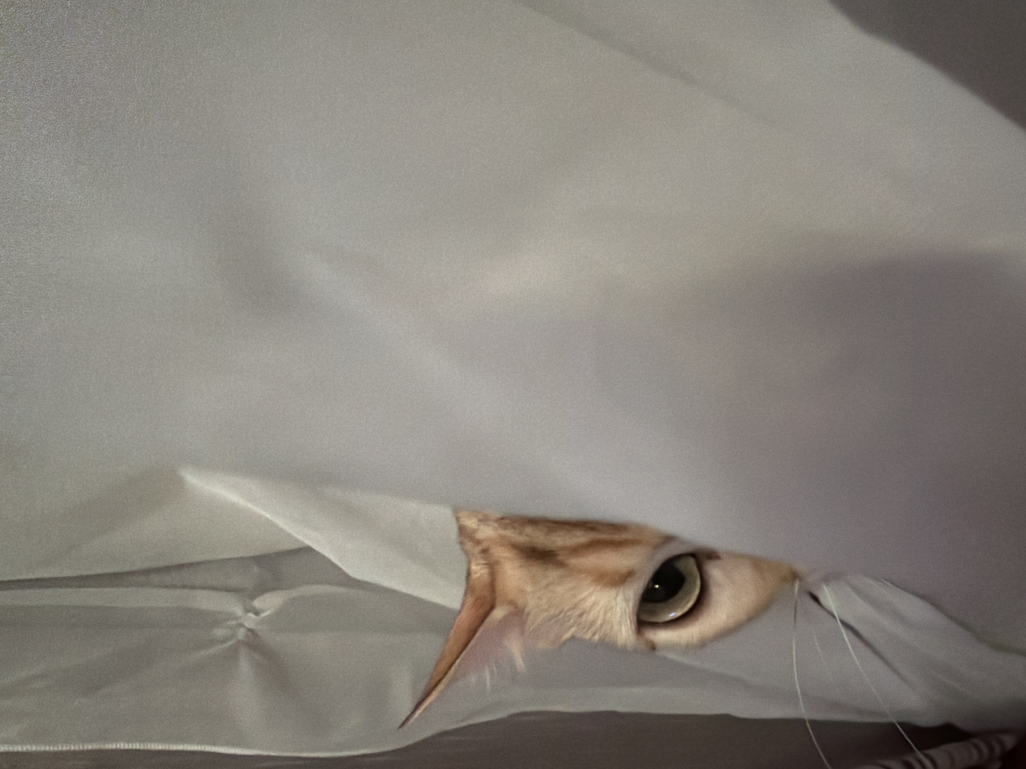 A light-colored cat peeks out from under a white cloth or sheet. Only the right eye, part of the ear, and a few whiskers are visible. The environment appears to be indoors. No information indicates that the image was taken in Murino, Russia.