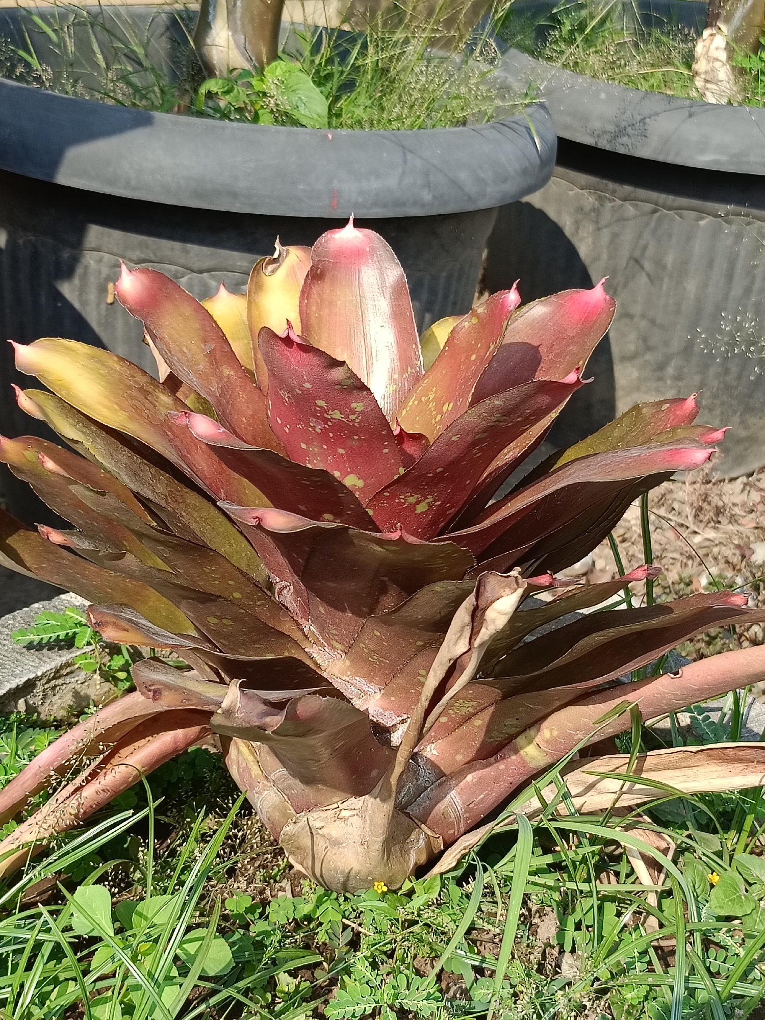 In Kediri City, Indonesia, a bromeliad plant with striking red and green leaves is showcased outdoors. The plant is centrally positioned, its broad leaves fanning out in a rosette pattern. The leaves are tinged with shades of burgundy and rust, with some featuring yellow-green variegation. The tips of some inner leaves are pointed and exhibit a pinkish hue, suggesting developing flower bracts. The plant is rooted in the ground, surrounded by lush green grass and smaller, clover-like plants. In the background, two large, dark, round planters are visible, one partially obscured by the bromeliad. The planters appear to be made of a textured material, possibly rubber or plastic. Sunlight casts shadows on the planters and the ground, indicating a bright, sunny day. The overall setting suggests a garden or an outdoor cultivation area.