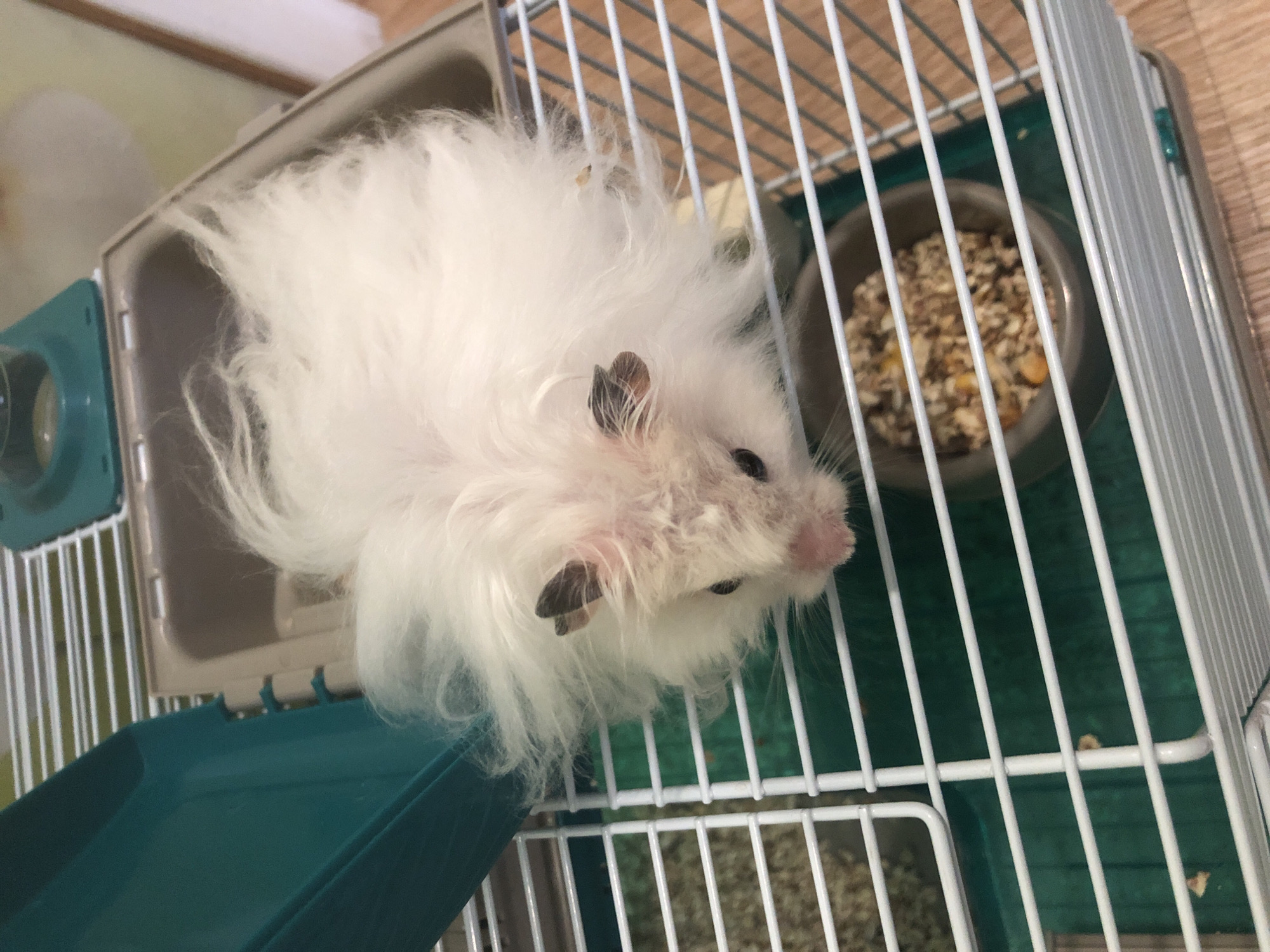A fluffy white hamster is in a cage. The cage has white bars and a green plastic base. To the left, a teal plastic ramp or accessory is attached. In the lower right corner, a small grey bowl contains hamster food, a mixture of seeds and grains. The hamster's fur is long and appears somewhat disheveled. Its eyes are dark, and its nose is pink. The hamster's ears are small and dark-tipped. The background is blurred, but appears to be an indoor setting with wooden flooring. There is no information in the image to suggest a location in Solikamsk, Russia.