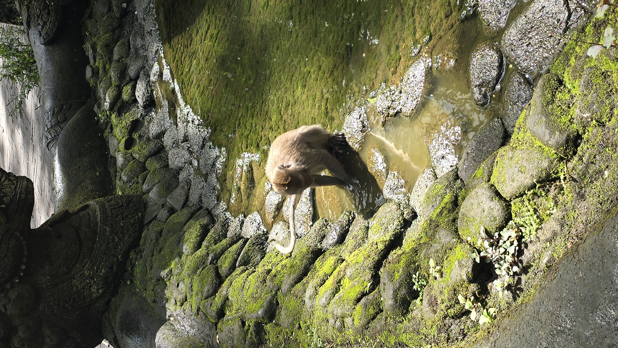 A monkey is seen from above, crouching by the edge of a shallow, moss-lined stream. The monkey has light brown fur and is reaching into the water with its right hand. The stream's edge is made of dark, moss-covered rocks. In the background, a large, dark stone sculpture of what appears to be a dragon or serpent is partially visible. The overall environment suggests a temple or garden setting, possibly within the Ubud District of Indonesia. The water is clear and reflects the sunlight.