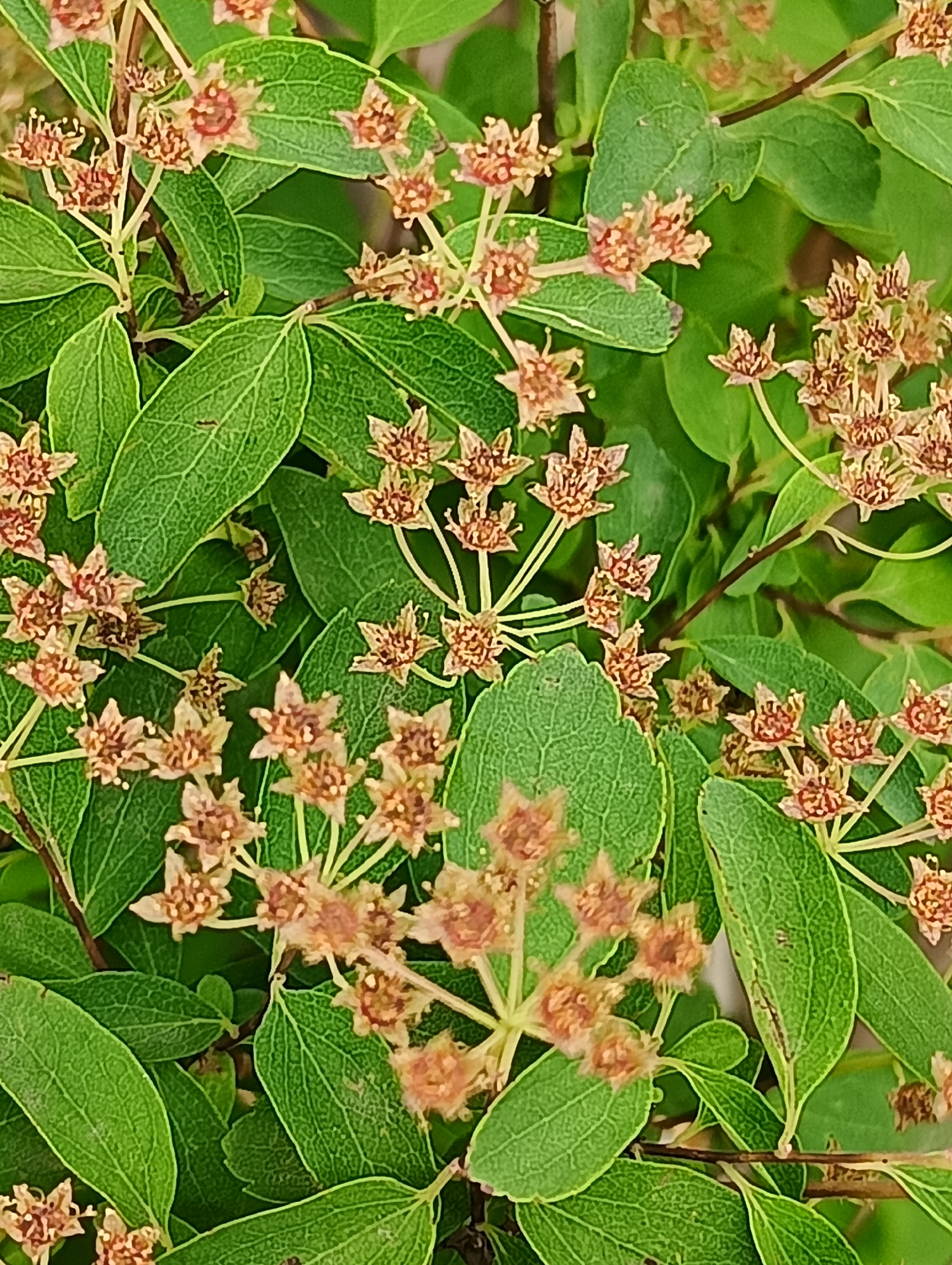 This is a close-up, top-down shot of a plant, likely a shrub or bush, showcasing its dense foliage and numerous small, star-shaped structures. The predominant elements are vibrant green leaves, which are ovate to elliptical with distinct, slightly recessed venation patterns, and appear to have finely textured or slightly crinkled surfaces. The leaves are arranged densely on thin, light green stems.
Interspersed among the leaves and at the ends of slender stalks are numerous clusters of small, five-to-seven-lobed, star-shaped formations. These structures, possibly faded flowers or developing seed pods, are predominantly a brownish-red, light tan, or faded pinkish-beige color, with some exhibiting darker reddish centers or veins. They are clustered together in inflorescences, adding visual texture to the green backdrop.
The image captures a static moment in nature, with no specific activity taking place. The lighting suggests it is daytime, providing even illumination without harsh shadows. There are no people, animals, or man-made objects visible, nor is there any discernible text. The healthy green foliage and developing reproductive structures convey a sense of natural growth, consistent with plant life that could be found in locations like Odesa, Ukraine.