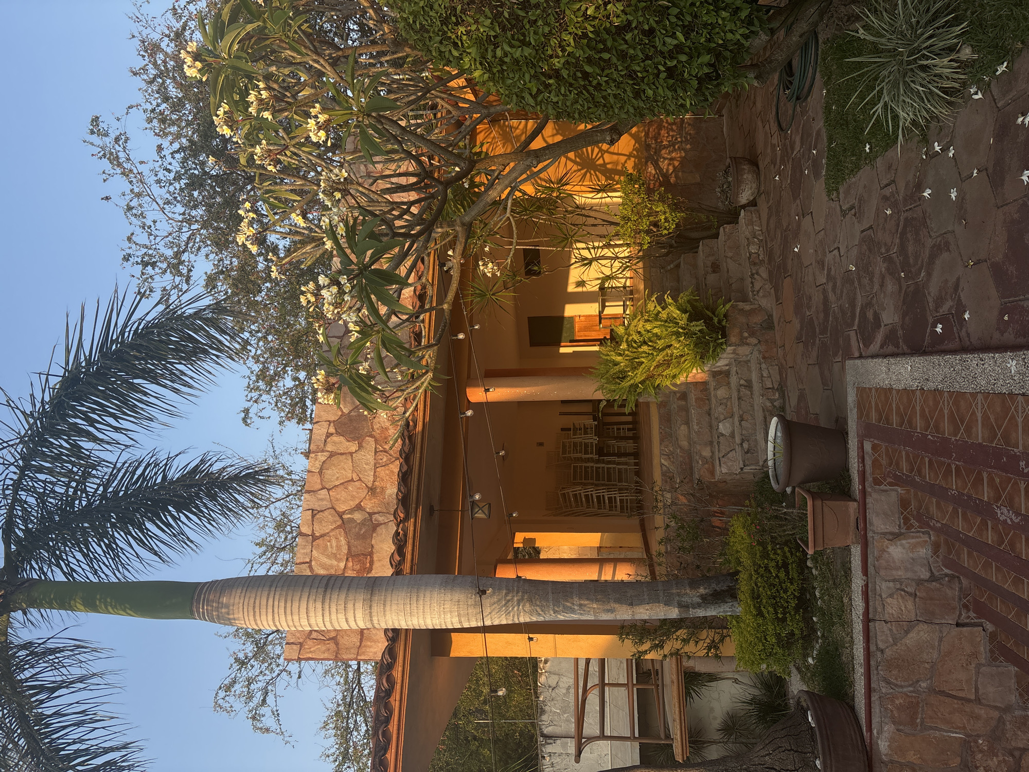 This outdoor scene, likely situated in or near Chilpancingo, Mexico, captures a serene courtyard at sunset. The courtyard features a covered veranda with stone pillars and a stone facade, casting warm, golden light. A variety of plants and trees, including a palm tree with a smooth, ringed trunk and a flowering tree, surround the veranda. The ground is paved with patterned tiles and stones, with steps leading to different levels. White flowers are scattered across the paving stones. Inside the veranda, numerous white chairs are visible. No people are directly visible, but the chairs and the general setting suggest a space for relaxation or gatherings.