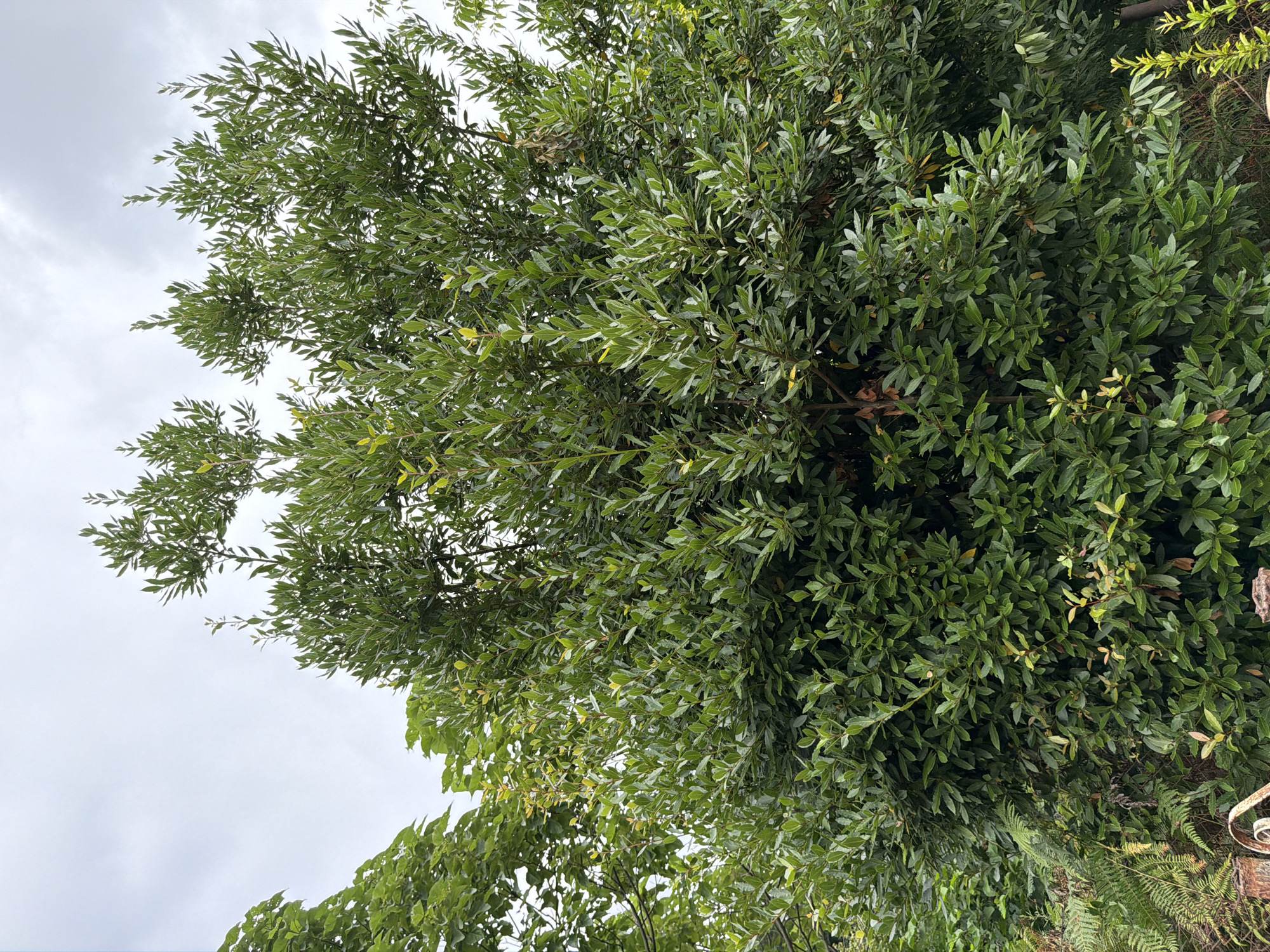 A full shot captures a dense bay laurel tree with lush green leaves against an overcast sky. The tree occupies the majority of the frame, with its branches reaching upwards and outwards. Some lighter green, new growth is visible interspersed with the darker green foliage. To the left of the bay laurel, a portion of another leafy tree with broader leaves can be seen. In the lower left corner, the fronds of a fern are visible, as well as the edge of a rusted metal fence. The background consists of a pale, cloudy sky. The scene appears to be in an outdoor garden setting within the city of Kveda Sameba, Georgia.