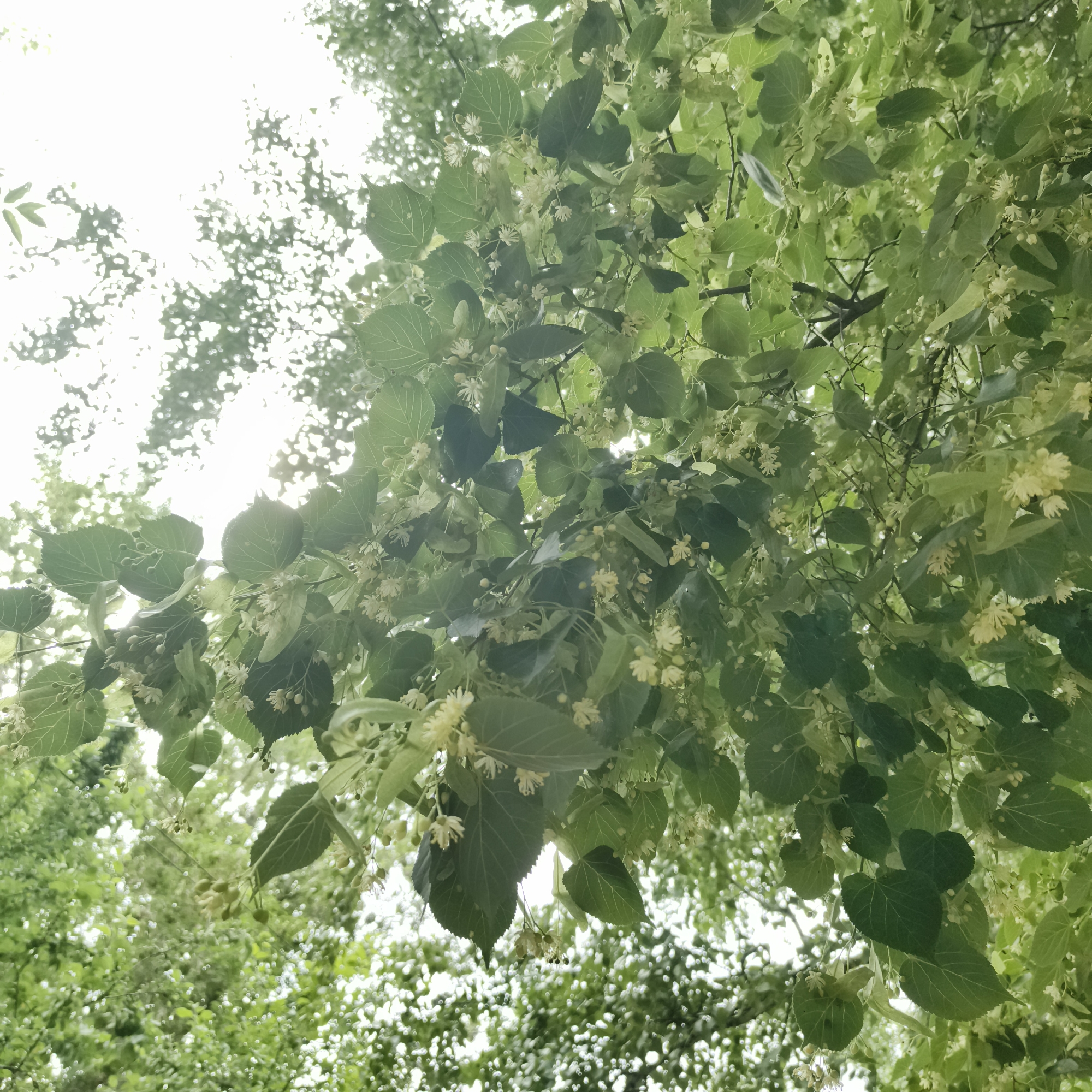 The image depicts a close-up view of linden tree branches laden with small, white flowers and green leaves, seen from below against a bright, overcast sky. The branches and foliage fill the frame, creating a dense canopy. The scene appears to be outdoors, likely in a park or a tree-lined area, given the abundance of greenery. The specific location in the city of Chaikovsky, Russia, is not discernible from the visual information alone. There are no people, animals, or man-made structures clearly visible in the image. The lighting suggests it is daytime, possibly morning or afternoon, with diffused sunlight filtering through the leaves. The overall impression is one of natural growth and the lushness of summer foliage.