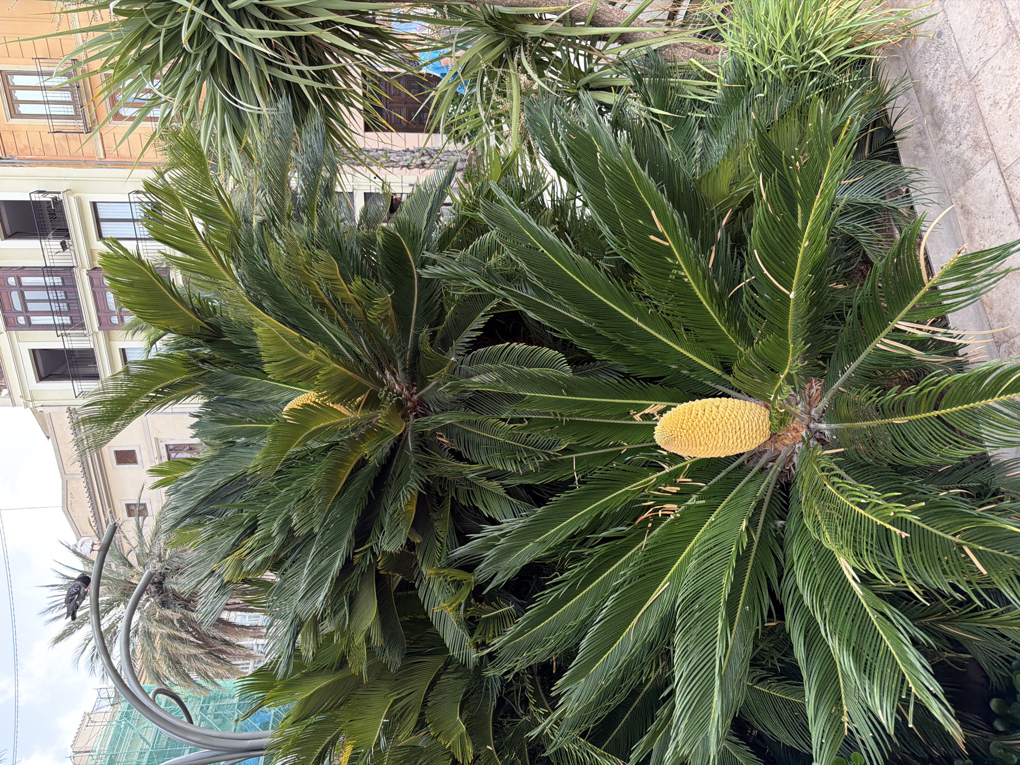 This image captures a street-level view of lush green palm plants, one of which prominently displays a large, yellow, cone-like bloom. The foreground is dominated by the dense foliage of these plants, with their fronds arching outwards. In the background, two multi-story buildings with balconies and windows are visible. One building is cream-colored with darker brown window frames, while the adjacent one is a pale orange. Behind the palm plants and to the left, scaffolding covered with green netting suggests ongoing construction or renovation. A grey, curved metal pole, possibly part of street furniture or a lighting fixture, extends into the frame from the upper left, with a pigeon perched on its curve. The ground in the lower right corner is paved with large, light-colored rectangular tiles. The scene appears to be an urban environment, likely a city street or park area.