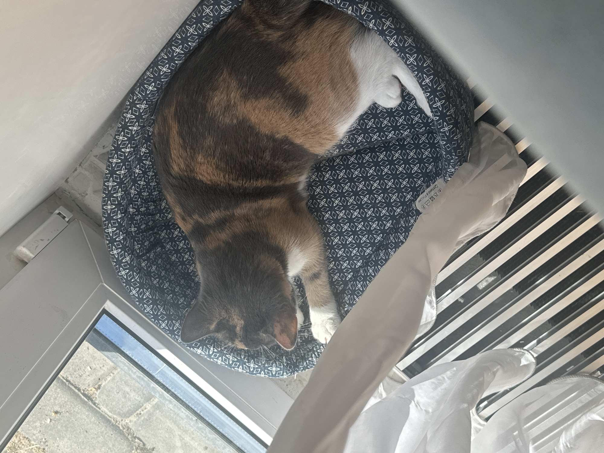 A calico cat is lying in a circular pet bed. The cat is curled up on its side, with its head resting on its paws. The pet bed is dark blue with a white patterned design and is placed on a set of white blinds. The blinds are in front of a window that looks out onto a paved area. A white curtain is draped over the blinds. The scene is lit by natural light coming from the window. The overall impression is one of a peaceful domestic scene.
