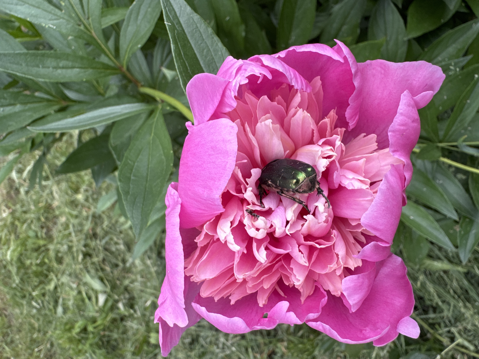 A green beetle is nestled within the vibrant pink petals of a peony flower. The flower is in full bloom, its delicate petals overlapping to create a soft, layered appearance. The beetle, with its iridescent green exoskeleton, stands out against the pink backdrop. The background consists of green grass and foliage, suggesting an outdoor setting. The image is taken from a high angle, looking down at the flower and the beetle. The overall scene is one of natural beauty and tranquility, with the beetle a small, yet prominent, inhabitant of the blooming peony. There is no indication of the city of Chaikovsky, Russia.