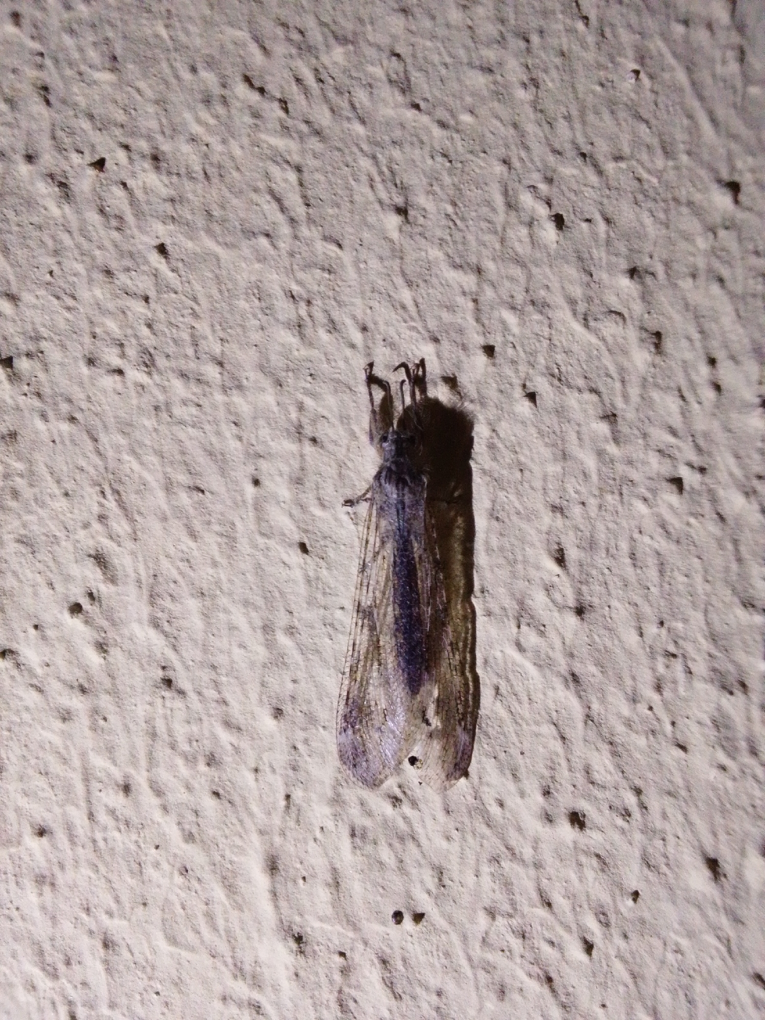 The image shows a close-up of a moth with dark wings, resting on a textured, light-colored surface, possibly a wall or stucco. The moth is positioned vertically in the center of the frame, with its body and wings clearly visible. The surface it is on has a rough, uneven texture with small dark specks scattered across it. There are no people, vehicles, or any other discernible objects or activities in the image. The lighting appears to be artificial, casting a shadow behind the moth. The location in Serti, Nigeria, is not discernible from the visual information provided in the image.