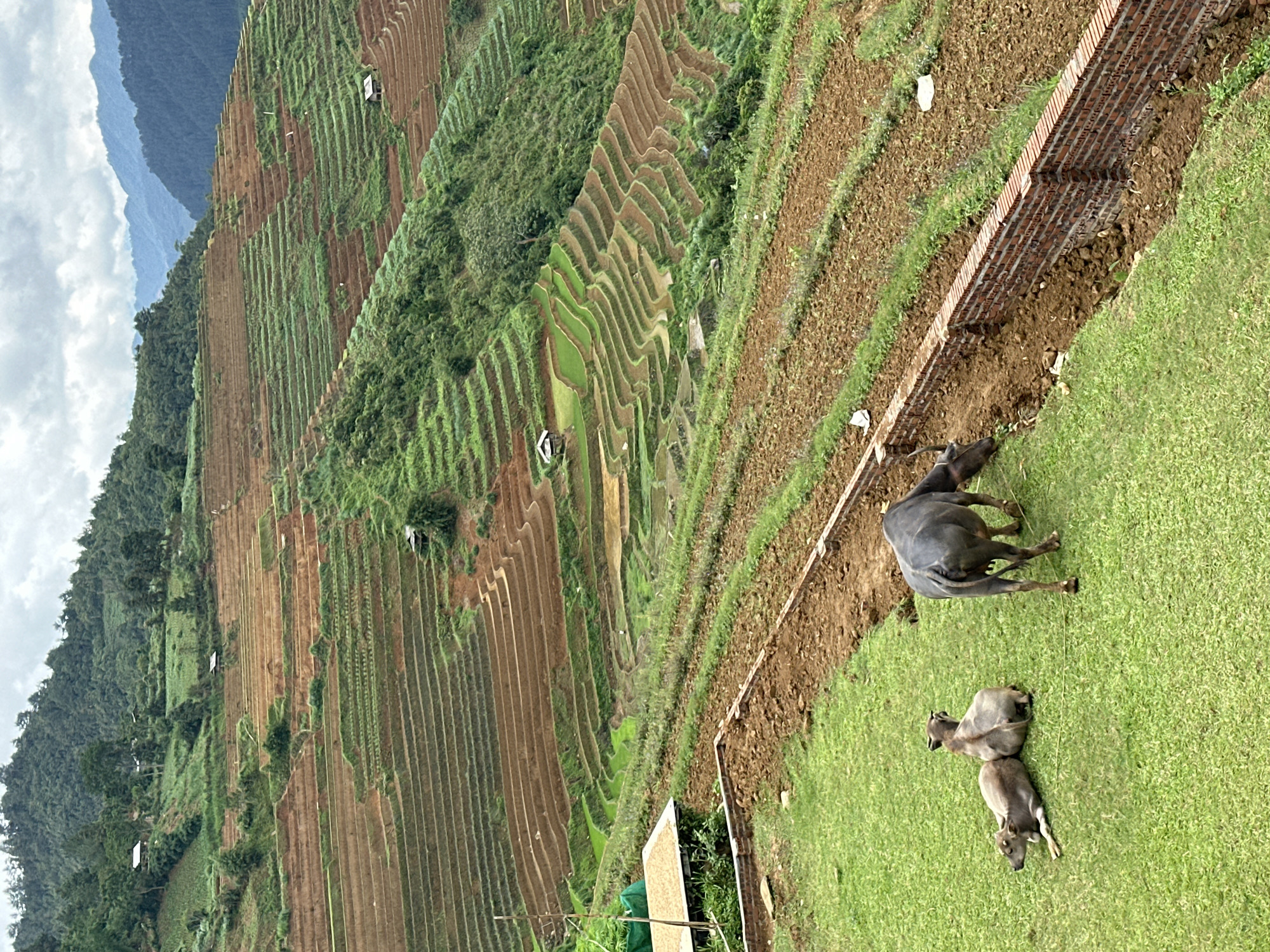 This image captures a panoramic view of agricultural terraced fields in Pung Luong, Vietnam, under an overcast sky. In the foreground, a vibrant green grassy area occupies the lower left quadrant. On this grass, two light grey water buffalo calves are resting, positioned parallel to each other. To their right, a larger, dark grey adult water buffalo grazes or roots in a patch of disturbed brown earth. This patch of earth is bordered by a low, red brick wall extending horizontally across the lower-middle portion of the frame. Beyond the wall, a series of upward-sloping, brown earth terraces, some with nascent green growth, extend into the mid-ground.
The mid-ground is dominated by an extensive network of terraced fields carved into the steep hillsides. These terraces alternate between sections of bare, reddish-brown earth and vibrant green cultivation, indicating different stages of planting, likely rice. Several small, rustic wooden huts with dark roofs are sparsely distributed among these terraces.
In the background, dense, dark green forests cover the upper slopes of the mountains, which recede into a hazy, blueish distance. The sky above is completely overcast with uniform grey clouds, diffusing the light across the landscape. No people are visible in the scene.