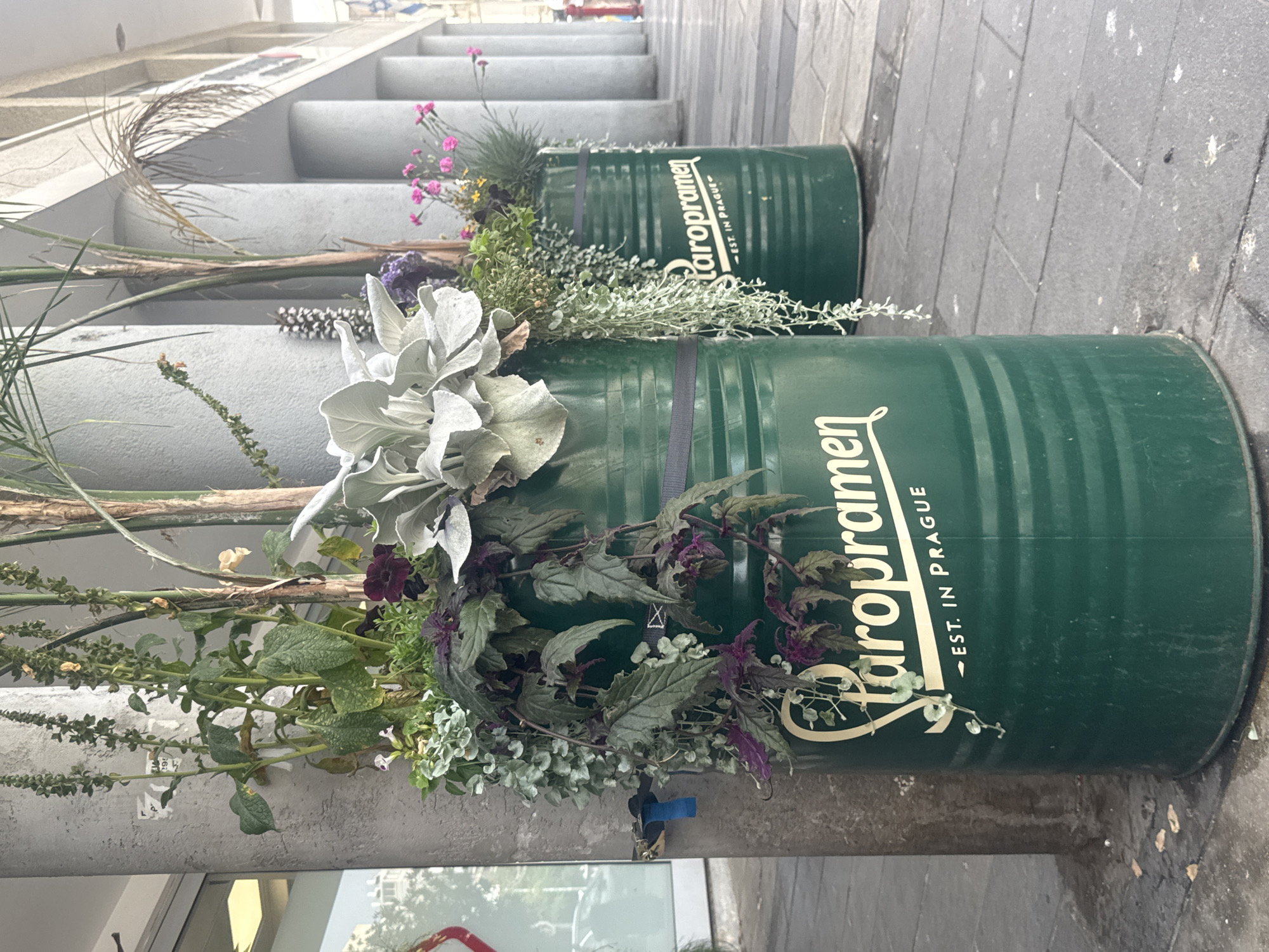 Two green cylindrical planters, adorned with plants, stand on a gray tiled surface. The planters are labeled with the word "Staropramen" and the phrase "Est. in Prague." The surface is a walkway alongside a building with columns. The location is unknown, and there are no people depicted in the image. The angle of the photo suggests it was taken at ground level.