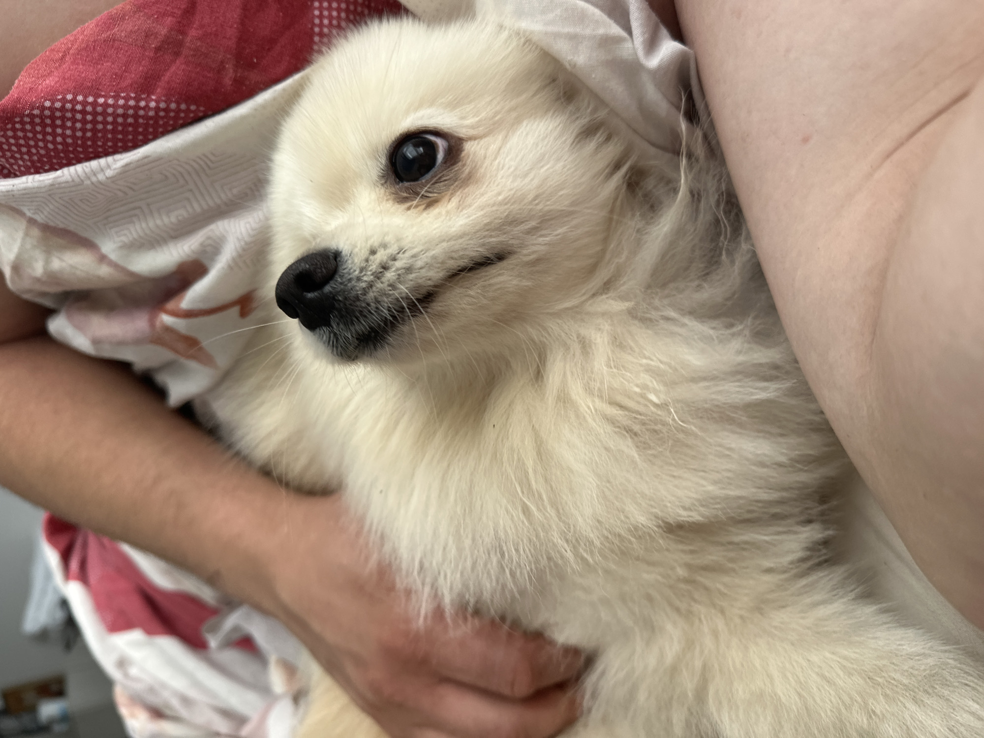 A close-up shot shows a white Pomeranian dog lying on a bed. The dog is mostly obscured by its fluffy white fur. A person's hand is seen stroking the dog's head. The background consists of a red and white patterned bedsheet. The image quality is moderate, with some blurriness. The location of this scene is unknown.
