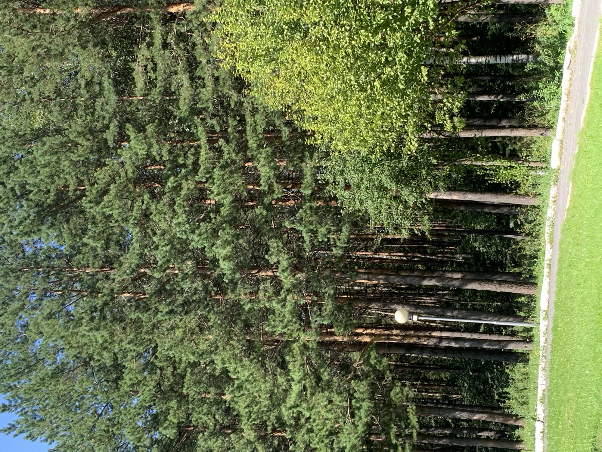 The image depicts a dense forest of tall pine trees with a clear blue sky visible above. In the foreground, a paved path runs alongside a grassy area. A single lamppost stands near the path, and to the right, a tree with bright green foliage is prominent. The scene is likely a park or natural area within the city of Prokopyevsk, Russia, given the context. There are no people or animals visible in the frame, and no actions or interactions are taking place. The environment is characterized by lush greenery and the imposing presence of the pine forest.