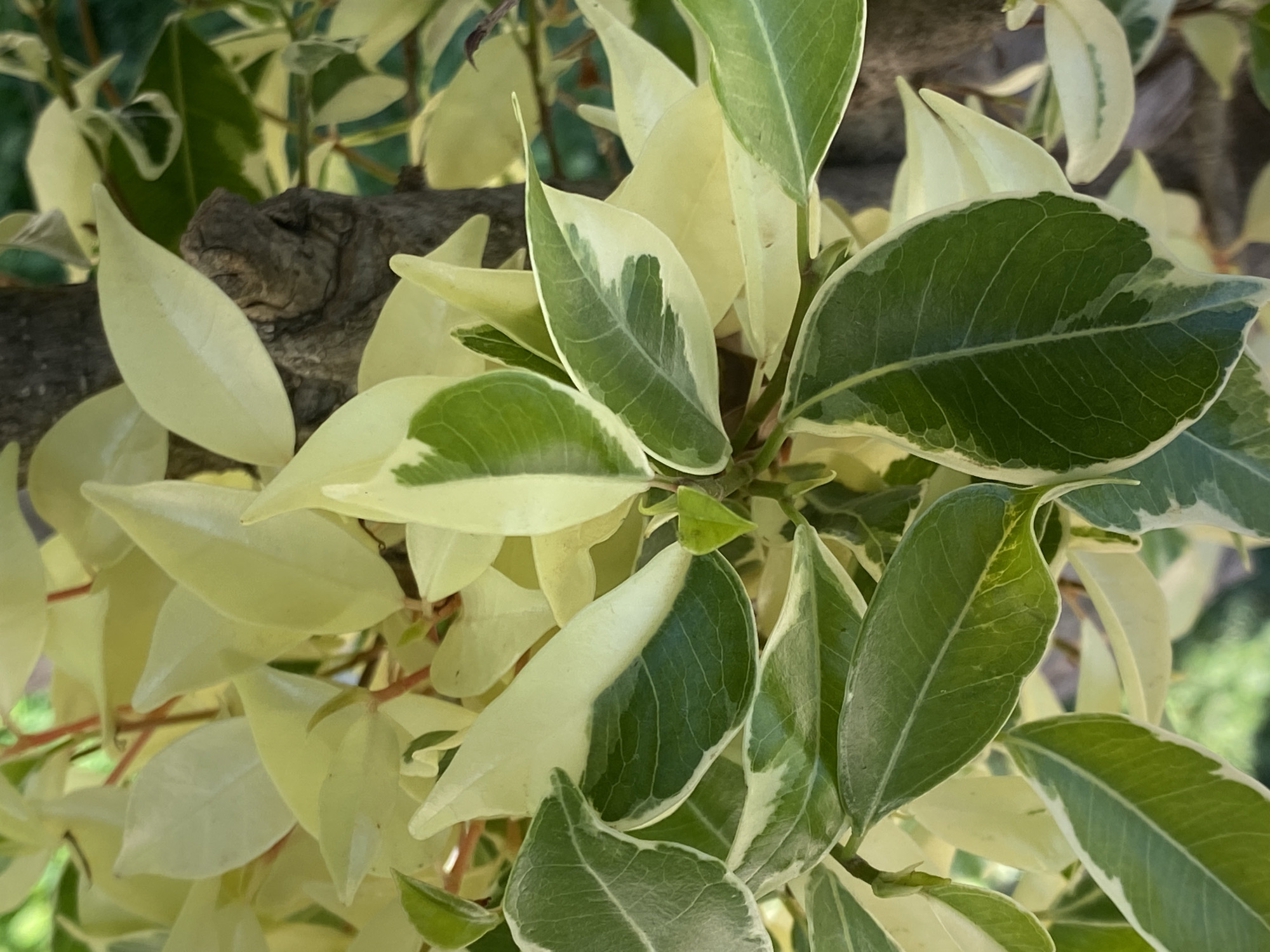 The image depicts a close-up of variegated leaves, primarily green and pale yellow, with a visible branch in the background. The leaves appear to be from a Ficus benjamina 'Variegata' plant. The environment seems to be outdoors, likely in a garden or park. There's no visible indication within the image itself that places it in Alanya, Turkey; that information is external to the content of the picture.