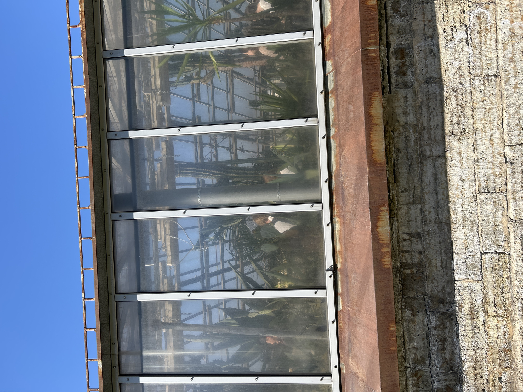 An upward shot focuses on a section of a greenhouse in Saint Petersburg, Russia. The greenhouse, aged and somewhat dilapidated, features multiple panes of glass framed in white, with rust-colored metal edging. Within the greenhouse, various plants are visible, including cacti and yucca. To the left of the greenhouse structure is a rusted metal grid against a clear blue sky. To the right, a weathered stone wall completes the architectural context.