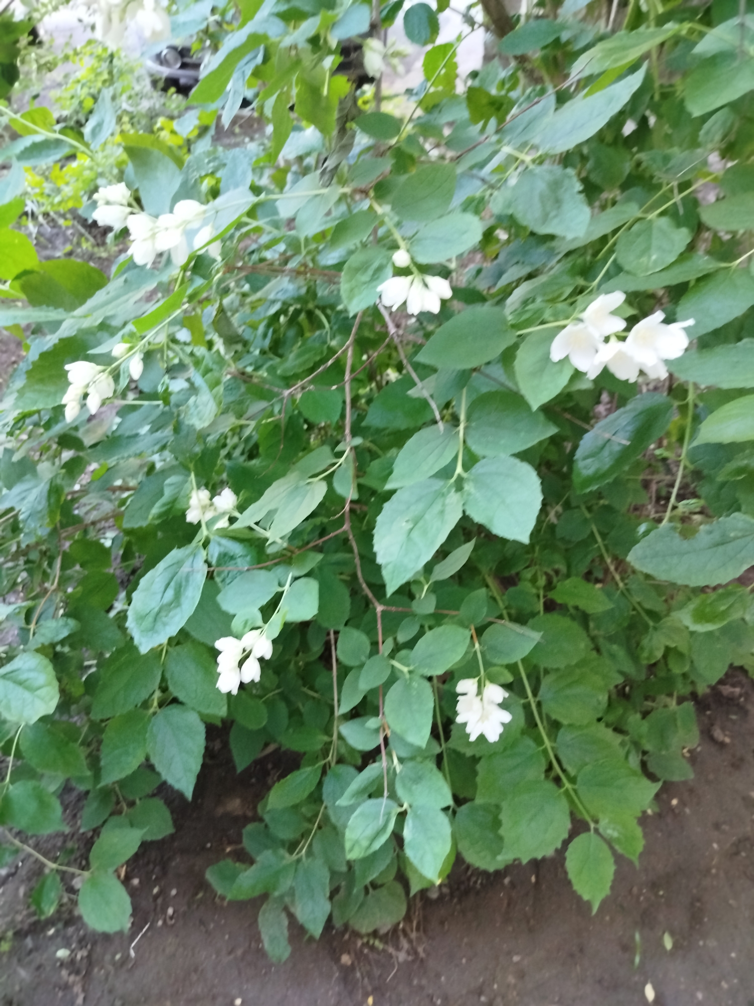 A bush with green leaves and white flowers is shown in this medium shot. The bush is outdoors, with a dirt ground visible at the bottom of the frame. The flowers are small and clustered, with delicate petals. The leaves are oval-shaped and dark green. The image is slightly blurry, suggesting it was taken with a handheld camera.