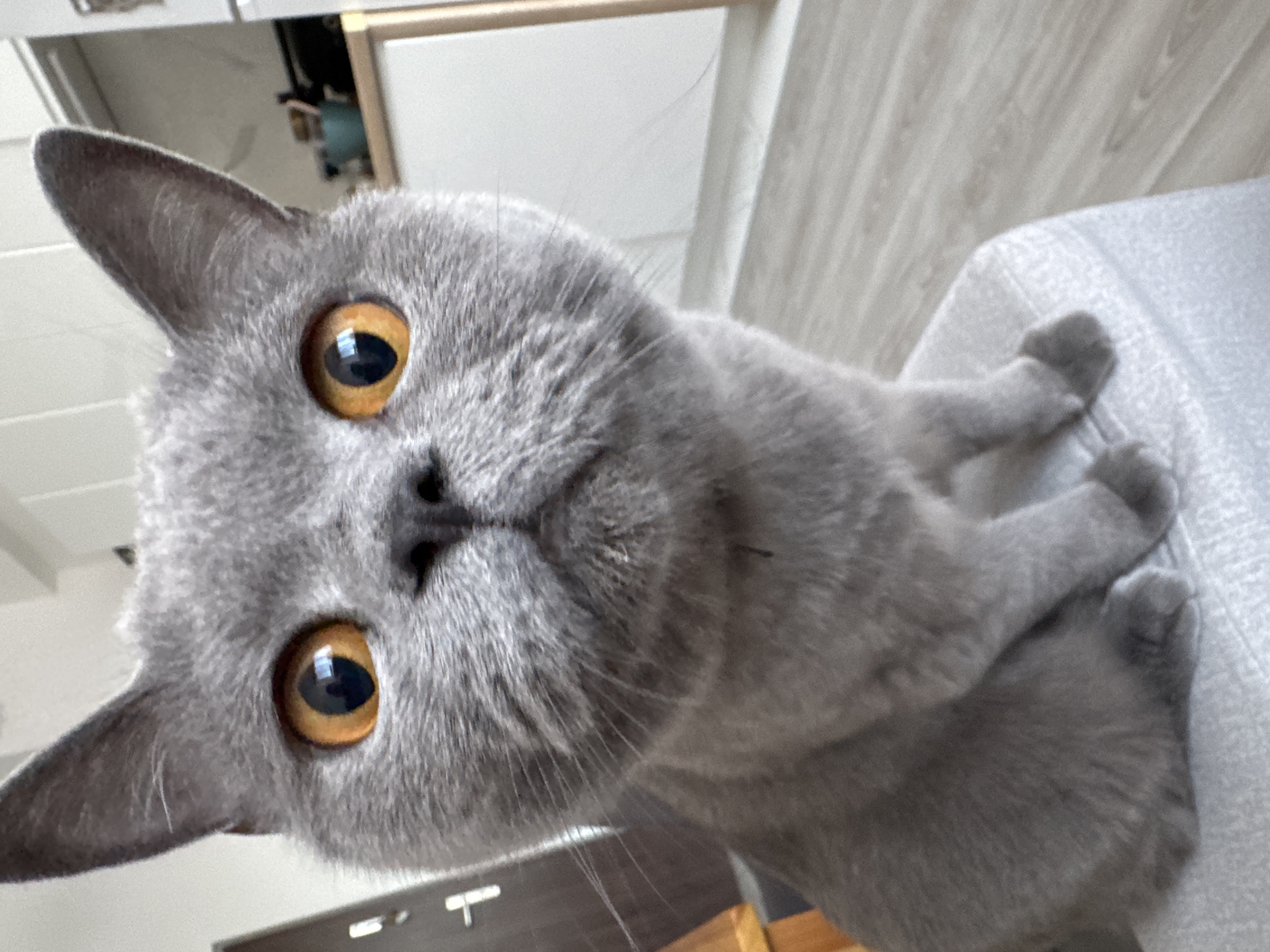 A close-up, eye-level, medium shot captures a British Shorthair cat with bright orange eyes and grey fur sitting on a light-colored cushion. The cat's face is dominant in the frame, with its ears perked up. In the background, a white kitchen counter and cabinets are visible, along with a light-colored wooden floor. A portion of a doorframe and a partial view of a white door with a horizontal handle are also present on the left side of the image. The scene is indoors.