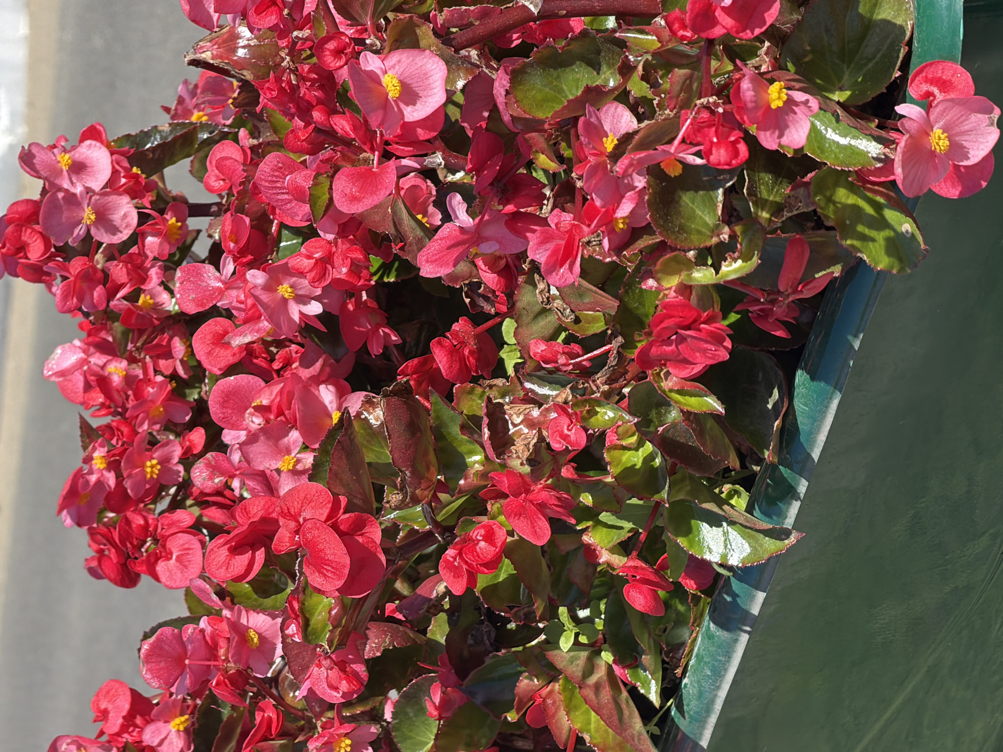 A close-up, eye-level, outdoor photograph shows a vibrant display of pink and red begonia flowers spilling over the edge of a dark green planter box. The flowers, some with delicate yellow centers, are densely packed, with glossy, dark green and reddish-brown leaves providing a lush backdrop. Sunlight highlights the dew or moisture on some of the leaves and petals, creating a shimmering effect. The background is blurred, suggesting a shallow depth of field, but appears to be a grey, paved surface. The scene is devoid of people or any other discernible activity. The location is identified as Okha, Russia.