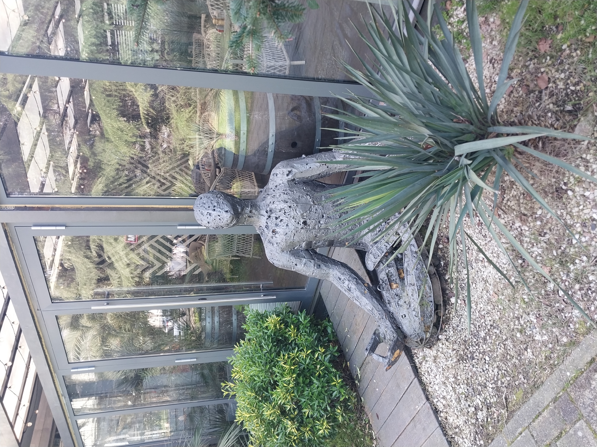 The image captures an outdoor scene adjacent to a glass-paneled building, likely a conservatory, sunroom, or restaurant, set in Sochi, Russia. The central subject is a metallic, abstract sculpture of a human-like figure, crafted from textured, welded pieces, depicted in a seated or reclining posture on a wooden deck.
To the right of the sculpture, a large plant with long, spiky, blue-green leaves emerges from a ground covered in white gravel and patches of dry grass. Another bushy plant, with vibrant green and yellow variegated leaves, grows on the lower left side of the frame, also on the wooden decking.
The glass panels of the building reflect the outdoor surroundings, showcasing lush greenery including what appear to be palm-like plants, wicker outdoor chairs, and a large wooden barrel. Reflections of strings of small decorative lights are also visible in the upper sections of the glass. The ground consists of wooden decking, white gravel, and paving stones on the far right.
The scene is static, with no discernible activity taking place. The lighting suggests it is daytime, possibly overcast, given the soft illumination and lack of harsh shadows. The presence of lush plants and outdoor seating aligns with the warm climate often associated with Sochi. There is no visible legible text within the image.