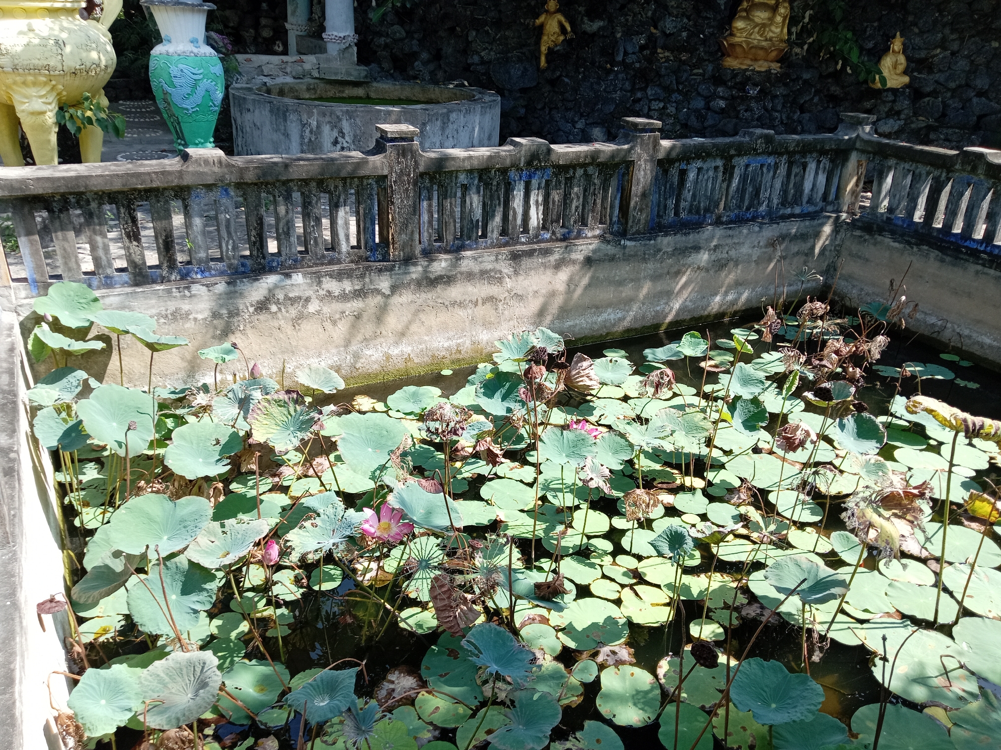 The image shows a lotus pond in the city of Cam Ranh, Vietnam. The pond is filled with numerous green lotus leaves and some lotus flowers in bloom, with pink petals. There are also dried lotus seed pods visible. Surrounding the pond is a low, weathered concrete wall and a decorative fence made of weathered wooden posts and a concrete cap. In the background, there is a rocky incline with several golden statues, including what appears to be Buddha figures. To the left of the pond, a large, ornate yellow vase-like structure stands, and behind it, a tall green vase with dragon motifs. The scene is illuminated by sunlight, casting shadows on the water and the surrounding structures.