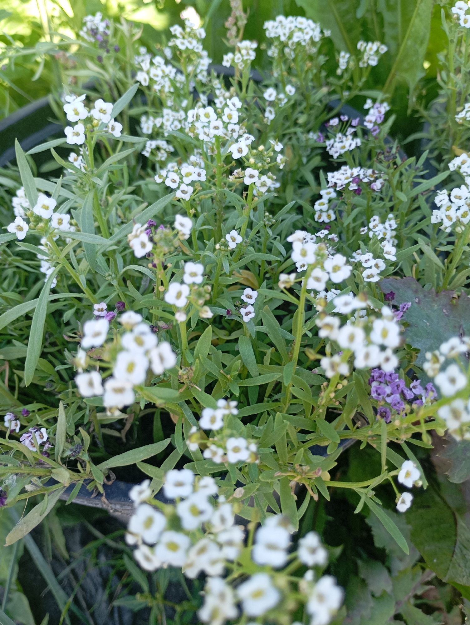 The image depicts a close-up view of a cluster of small white flowers, possibly Alyssum, with some interspersed purple flowers. The flowers are densely packed on green stems and foliage. The background consists of out-of-focus green leaves and a dark object that appears to be the edge of a planter. The lighting suggests it is daytime, with natural light illuminating the scene. There are no people or animals visible in the image. The scene is likely a garden or a potted plant display. There is no indication of the location being the city of Omsk, Russia.
