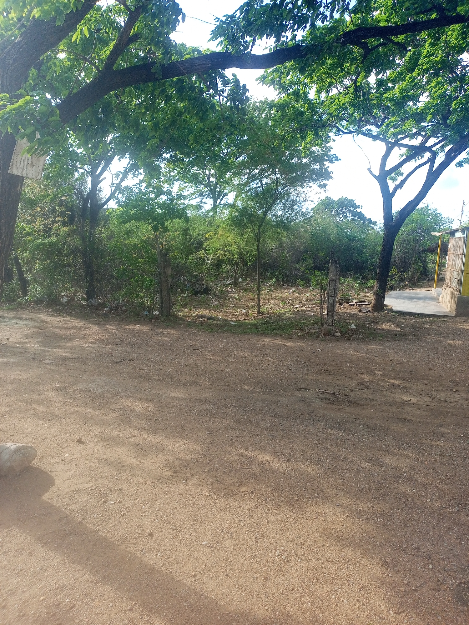 The image depicts an outdoor scene in Altagracia, Venezuela, characterized by a dirt path leading towards a dense area of trees and shrubs. The foreground is dominated by the unpaved ground, showing scattered pebbles and a large rock casting a shadow. In the mid-ground, a line of vegetation marks the transition to a more overgrown area. Several thin, upright wooden posts are visible in this section, along with debris scattered on the ground. To the far right, a portion of a building with a yellow corrugated metal facade and a light-colored concrete base is partially visible. The background is filled with a canopy of lush green trees, with branches extending into the frame from the top. The sky above is bright, suggesting daylight.