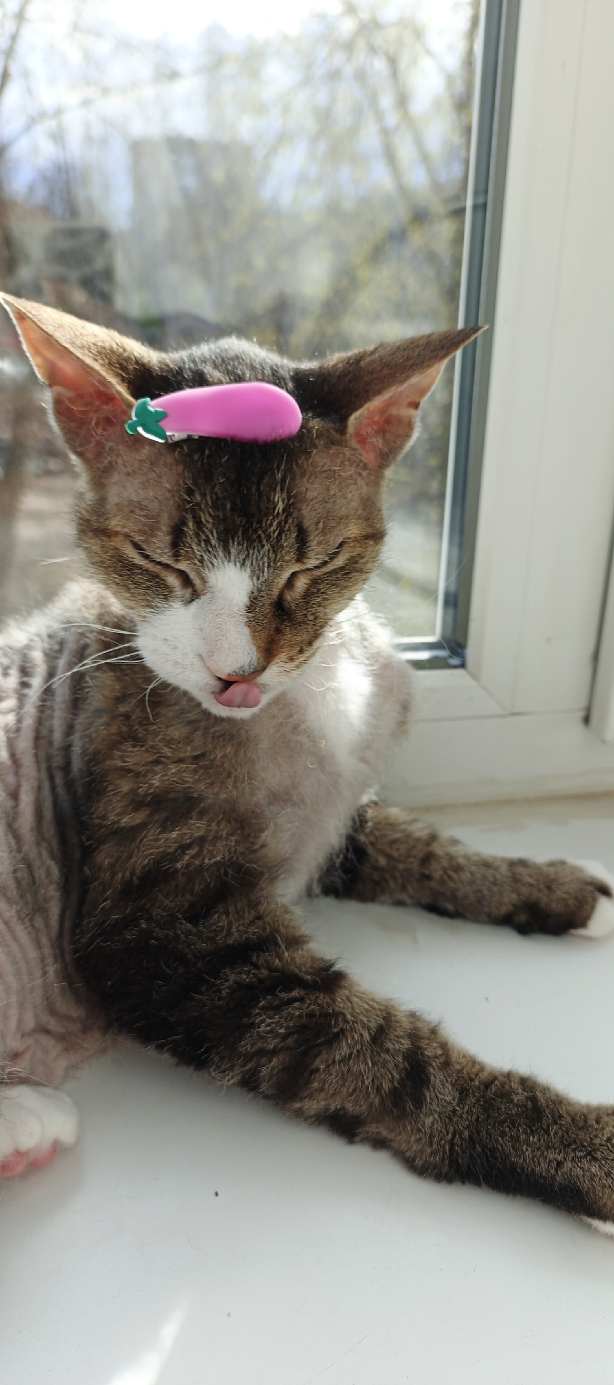 A relaxed cat with tabby and white markings is pictured indoors, resting by a bright window. The cat has its eyes closed and its tongue slightly extended, suggesting a state of deep relaxation or sleep. Perched playfully on top of its head, between its ears, is a vibrant pink hair clip shaped like an eggplant with a green stem.
The cat's fur appears somewhat thin or partially shaved on its body, while its head and some parts of its limbs retain a fuller tabby pattern. It is lying down with its front paws extended onto a white surface, likely a windowsill.
Through the window in the background, a soft, bright light illuminates a hazy outdoor scene, revealing the silhouettes of bare tree branches against a light sky. This suggests a sunny daytime setting, possibly in early spring or late autumn before full foliage. The overall atmosphere conveyed is peaceful and gentle, with a touch of whimsy from the hair clip. The image is set in Chaikovsky, Russia. There is no visible text in the image.